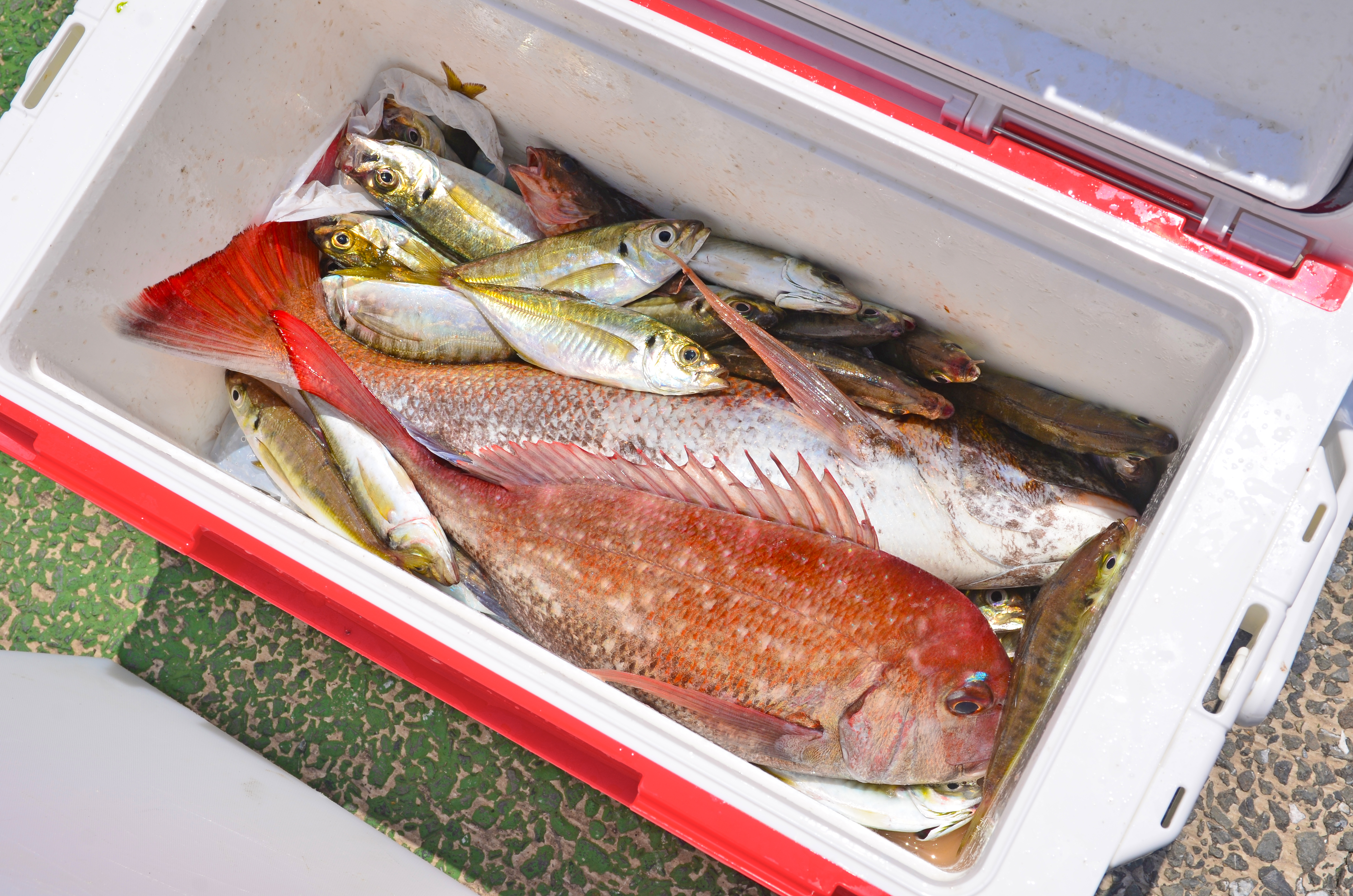 ✿マダイ・アジ・カサゴ✿