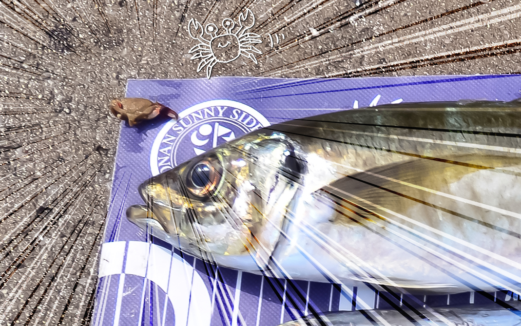 ✿アジ・ウッカリカサゴ・カサゴ・ホウボウ・サバ・タチウオ✿