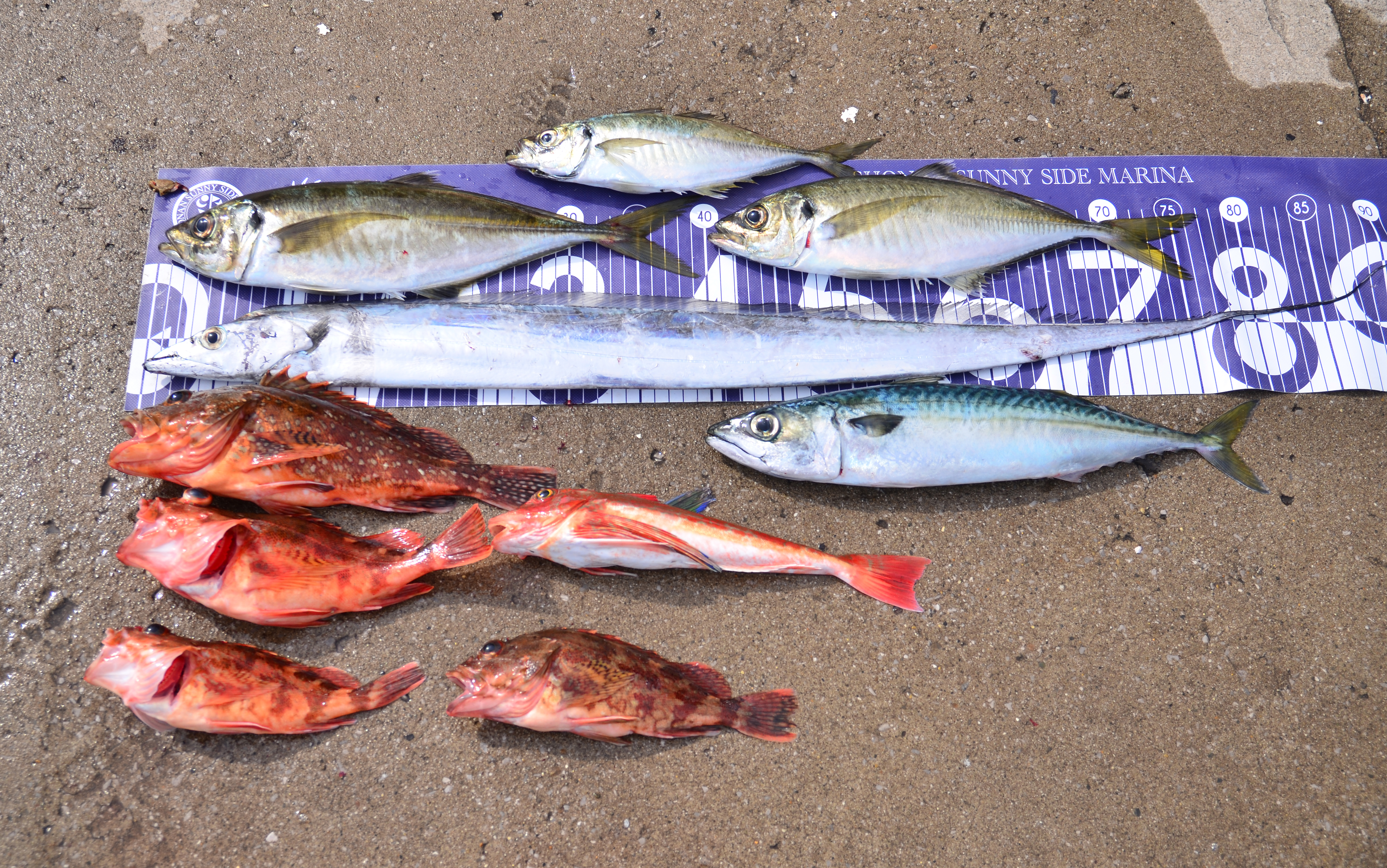 ✿アジ・ウッカリカサゴ・カサゴ・ホウボウ・サバ・タチウオ✿