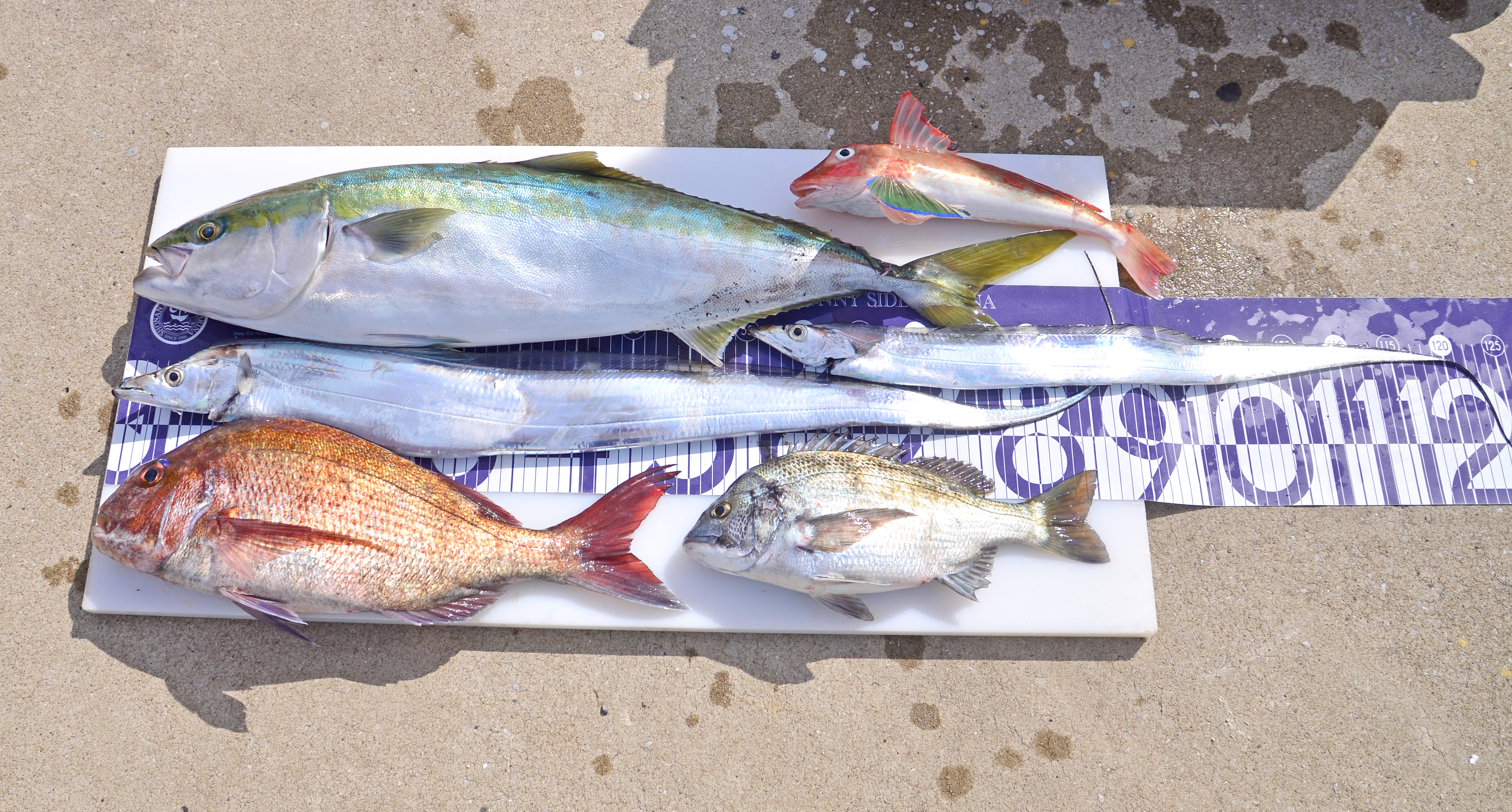 ✿ブリ・マダイ・タチウオ・ホウボウ・クロダイ✿