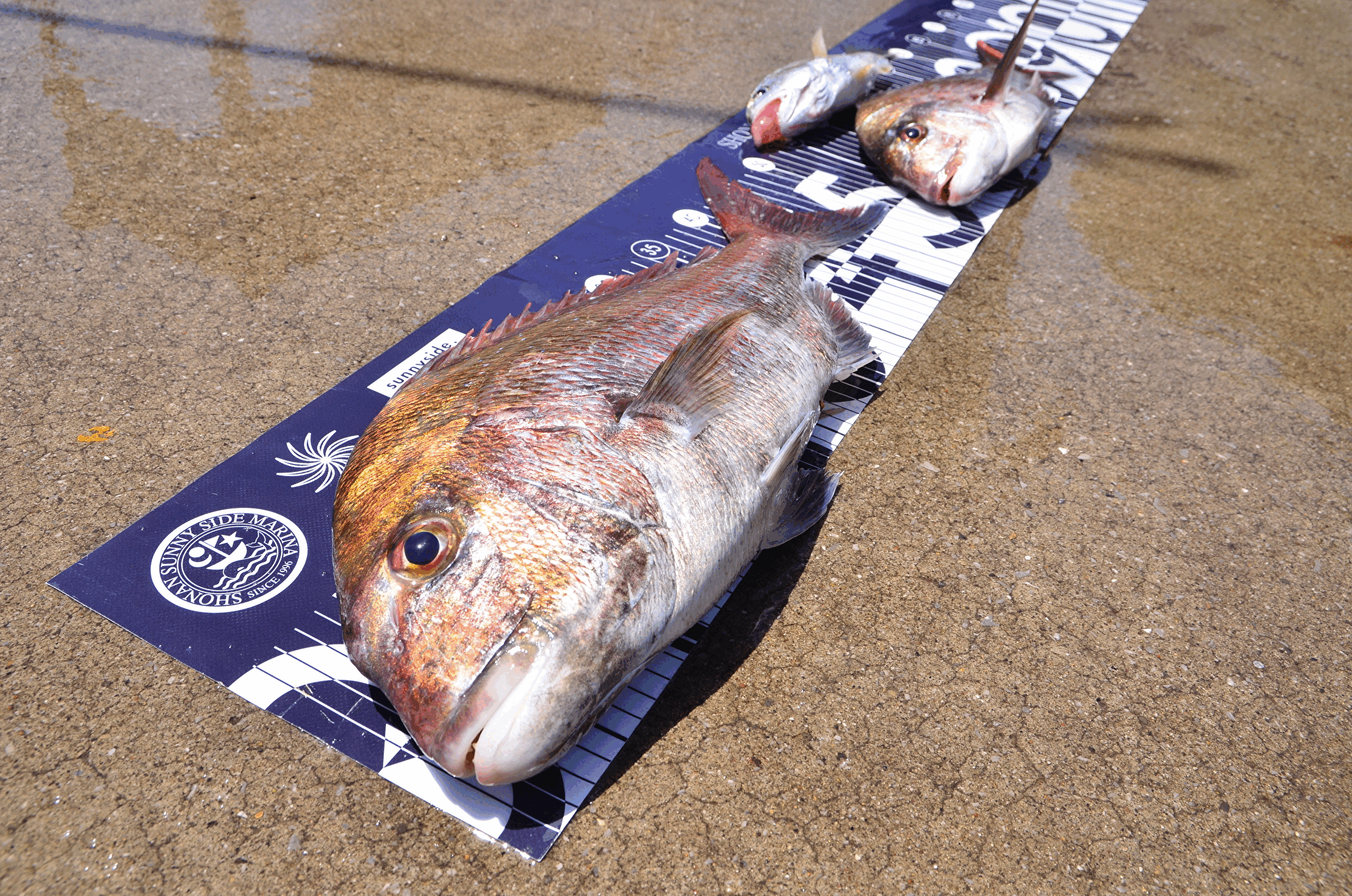 ✿マダイ・イシモチ✿