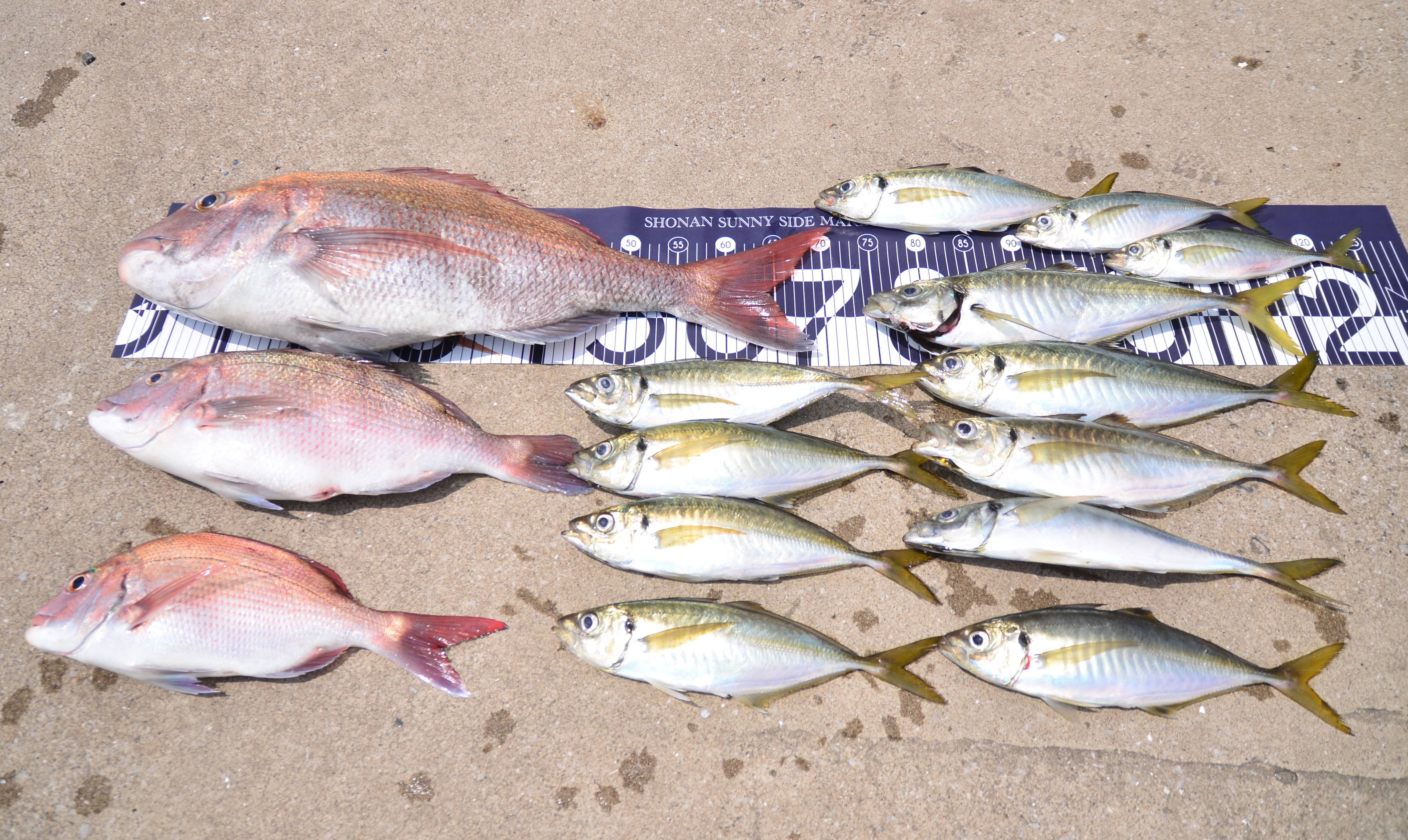 ✿マダイ・アジ✿