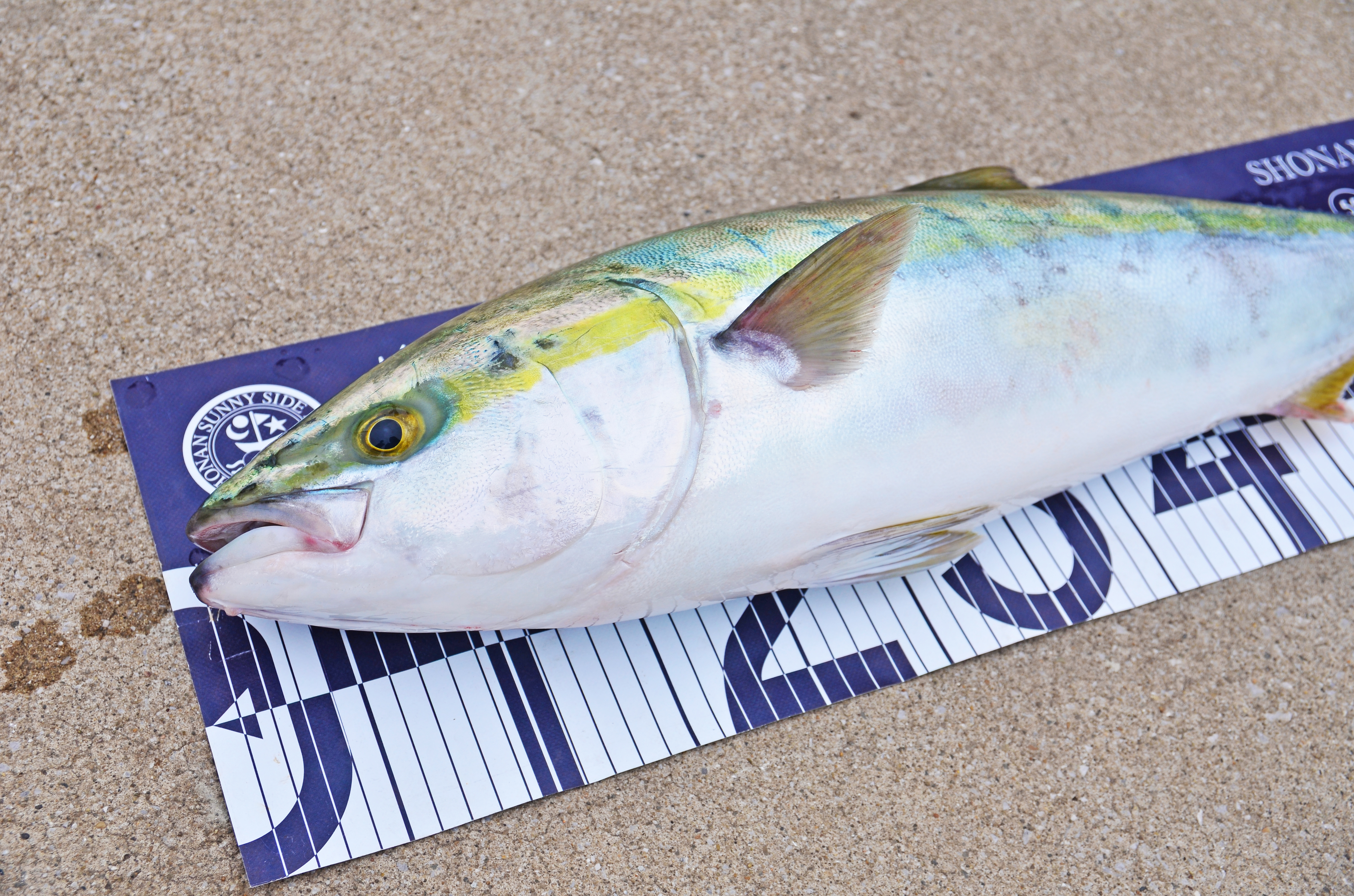 ✿ワラサ・イナワラ✿