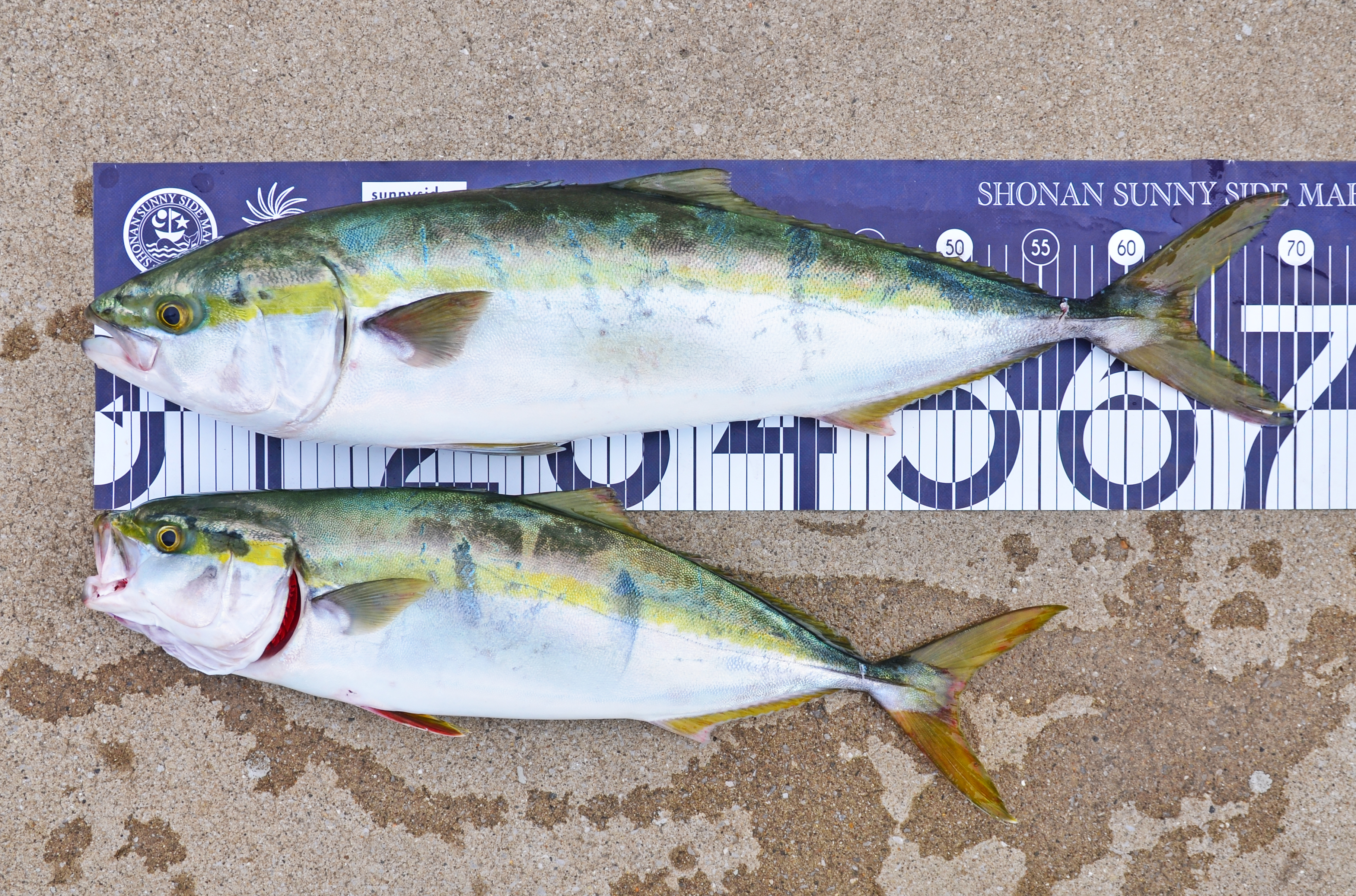 ✿ワラサ・イナワラ✿