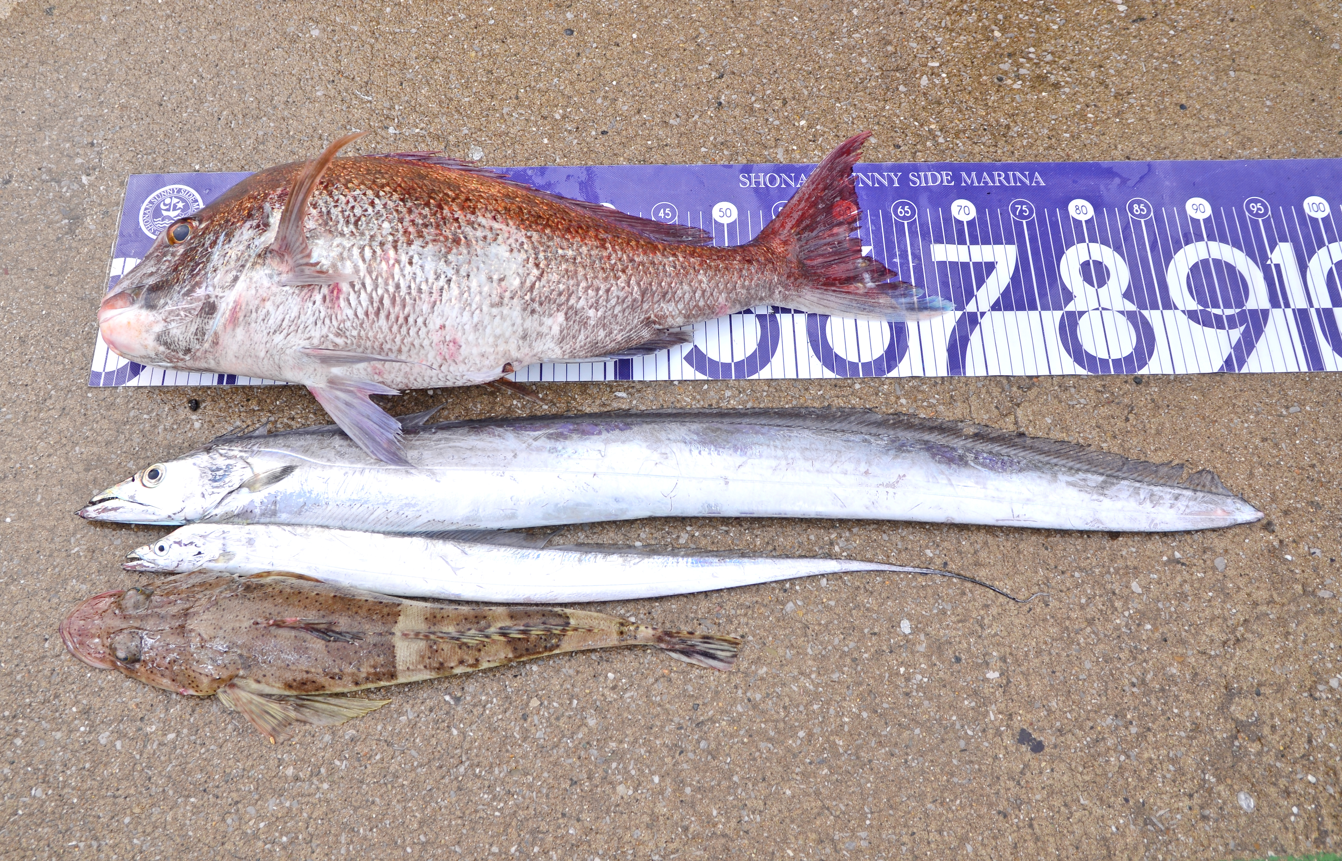 ✿マダイ・タチウオ・イネゴチ✿