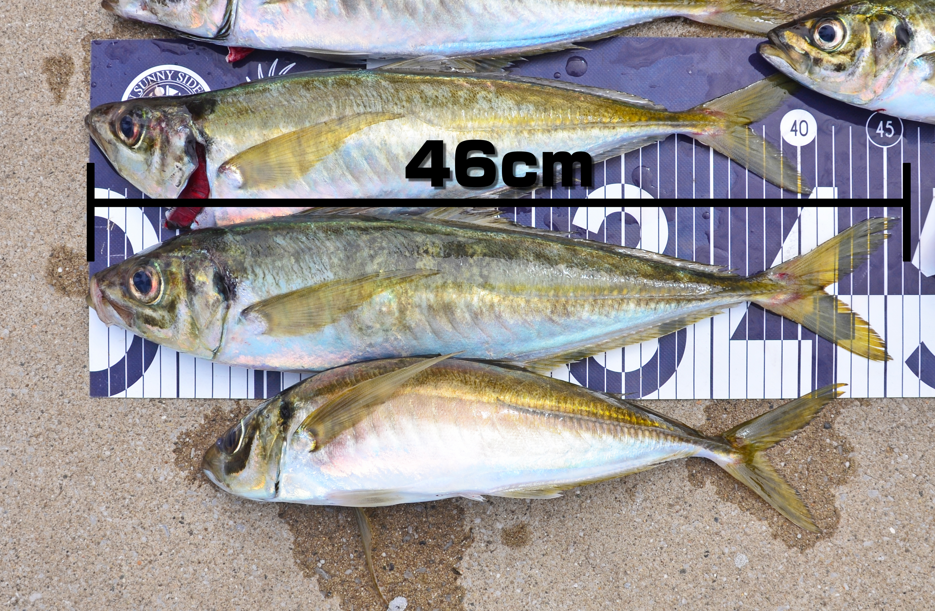 ✿アジ・チダイ✿