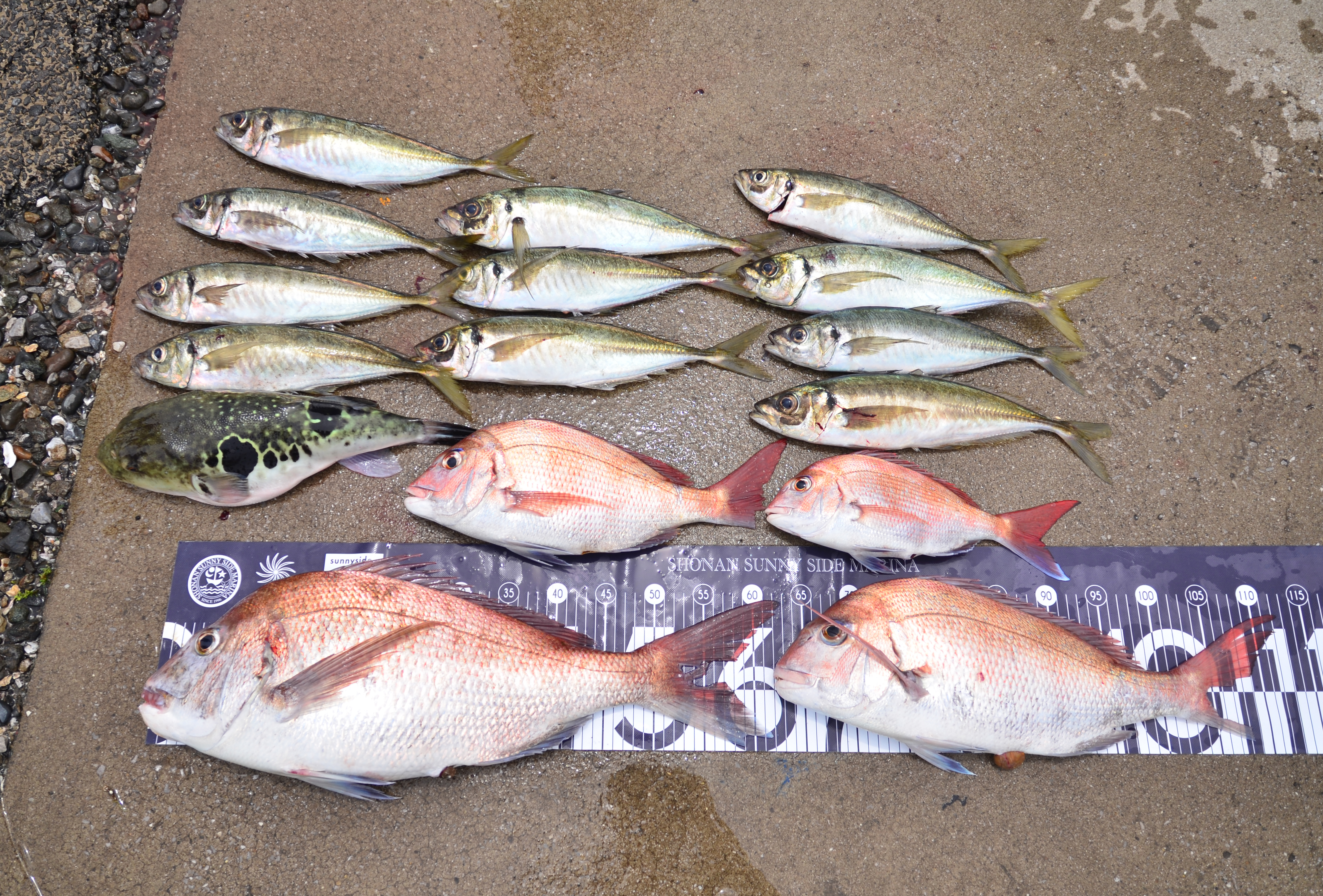 ✿マダイ・トラフグ・アジ✿