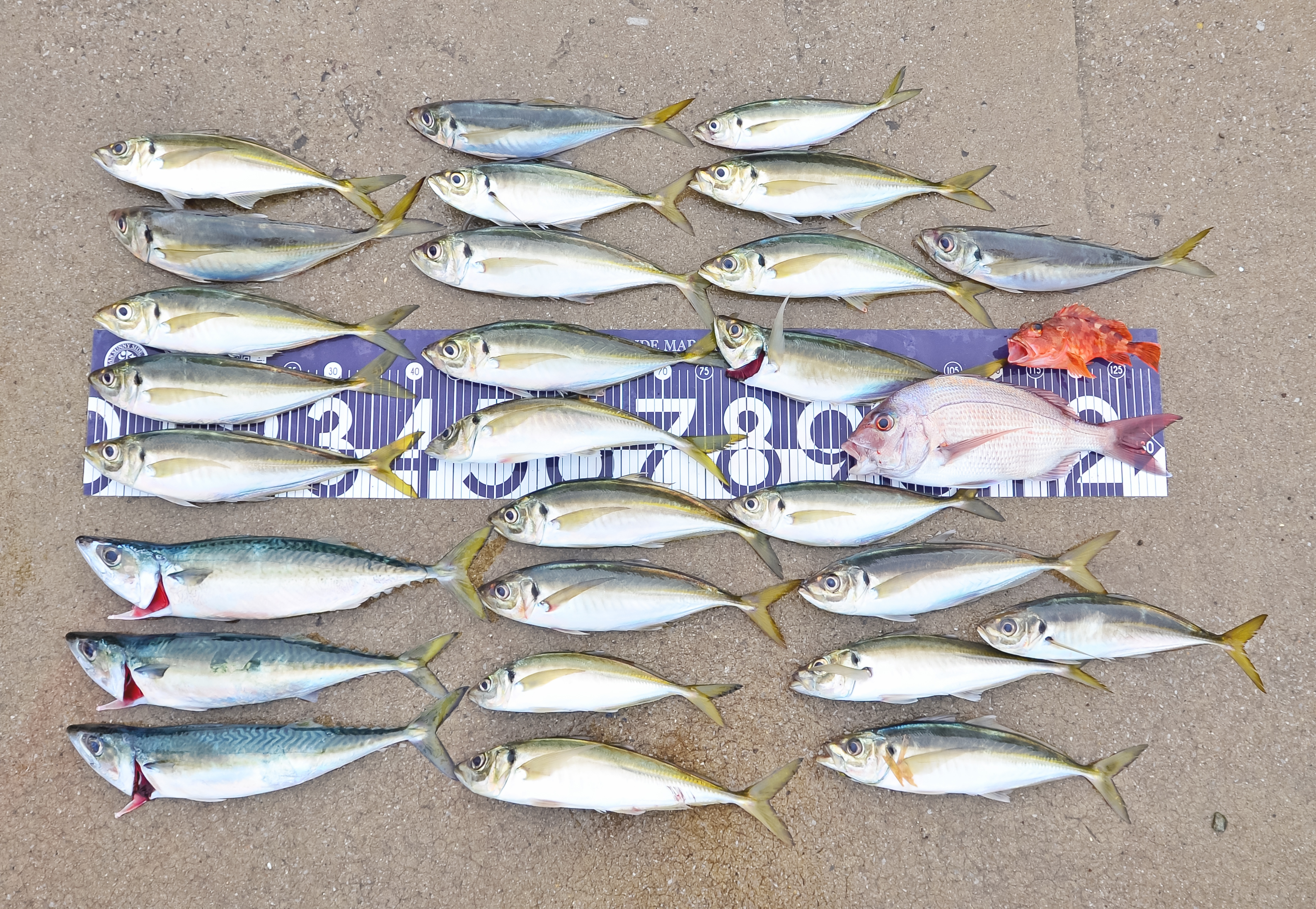 ✿アジ・サバ・マダイ・カサゴ✿