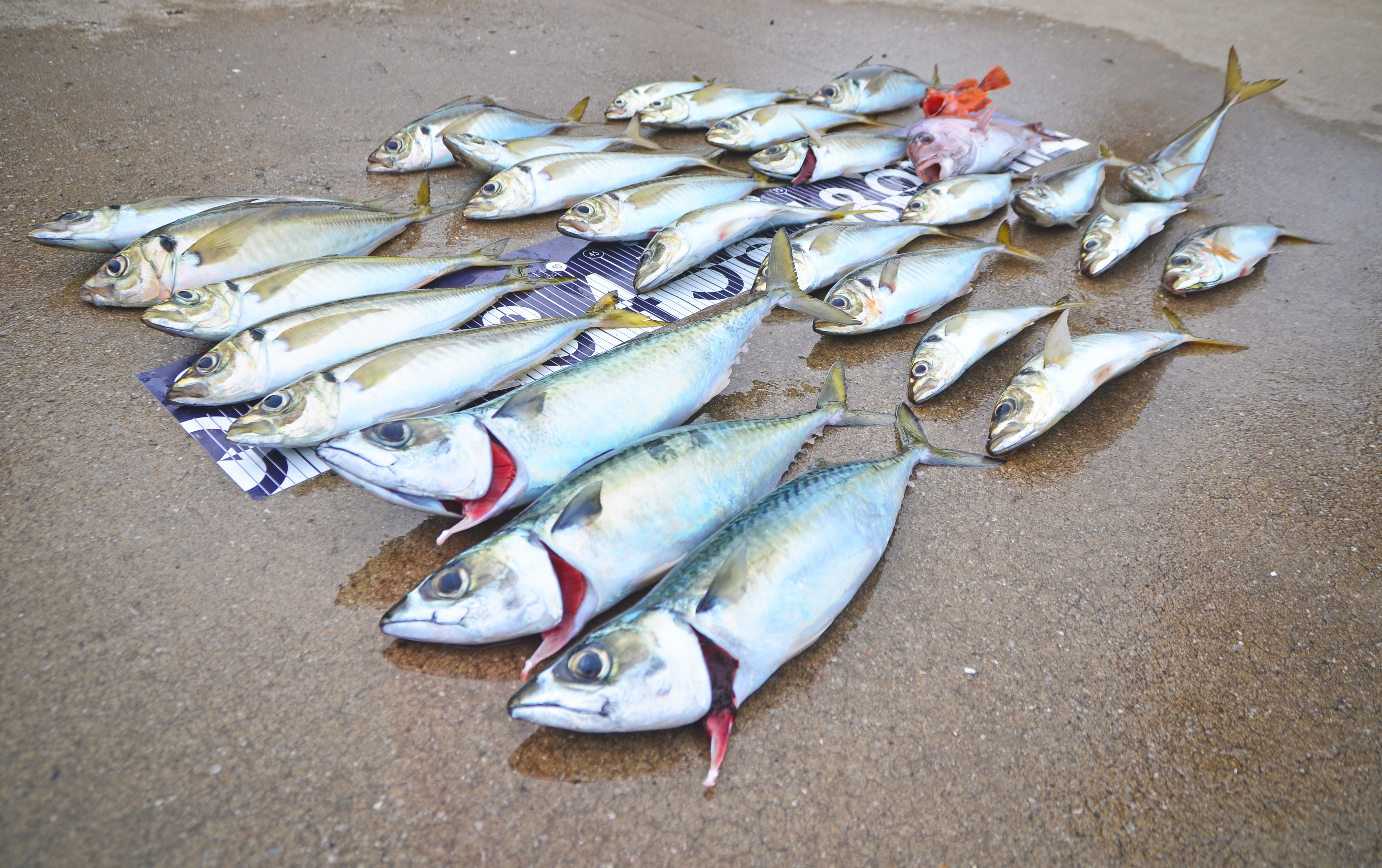 ✿アジ・サバ・マダイ・カサゴ✿