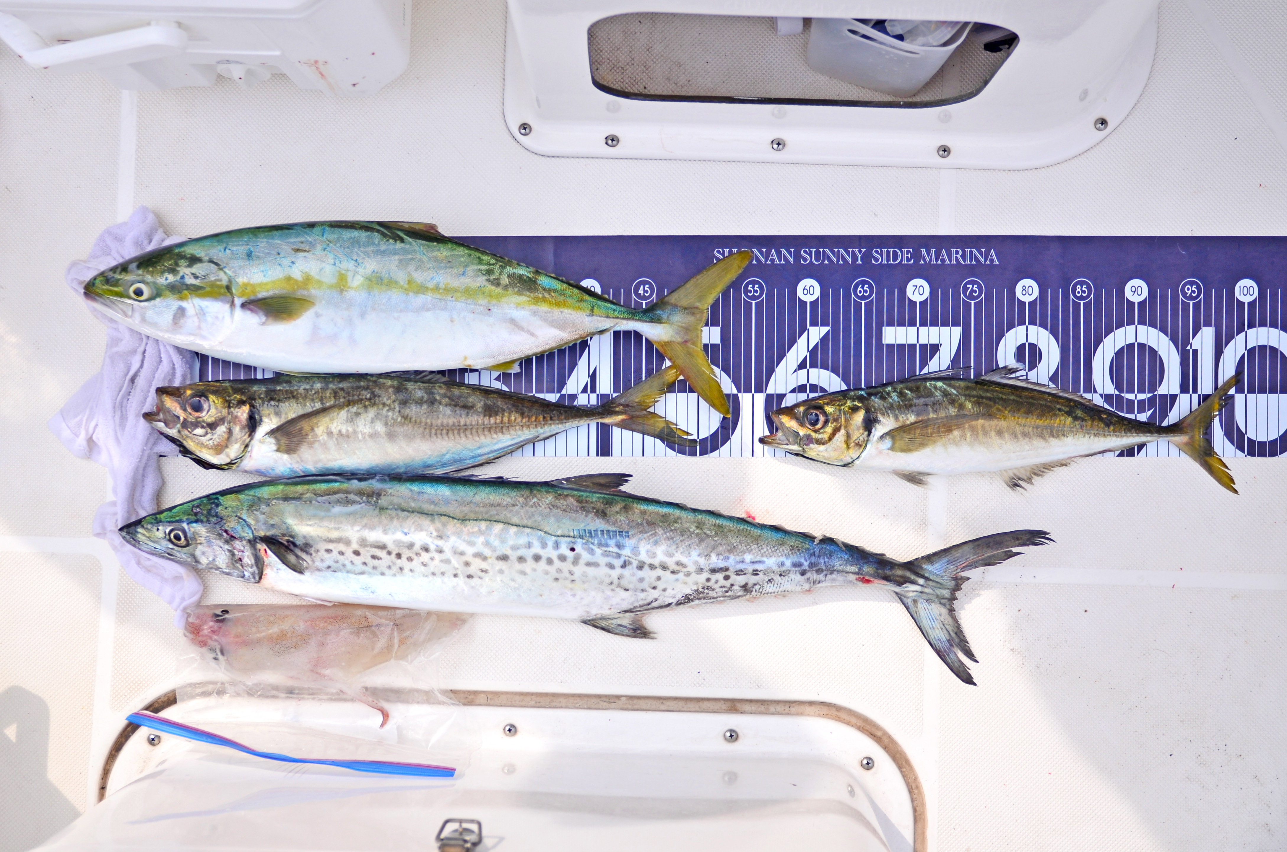 ✿ワラサ・サワラ・アジ・イカ✿