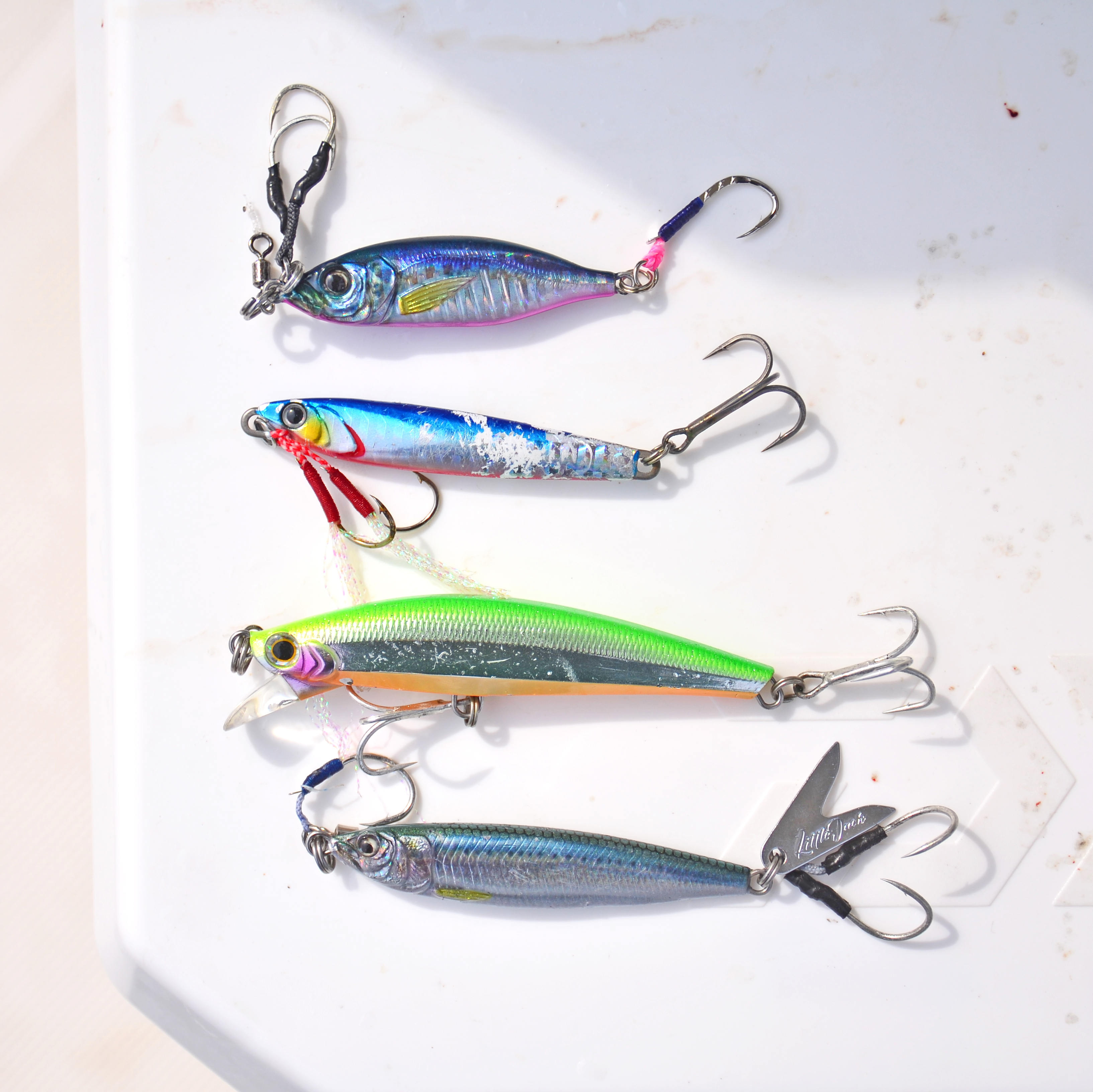 ✿ワラサ・サワラ・アジ・イカ✿