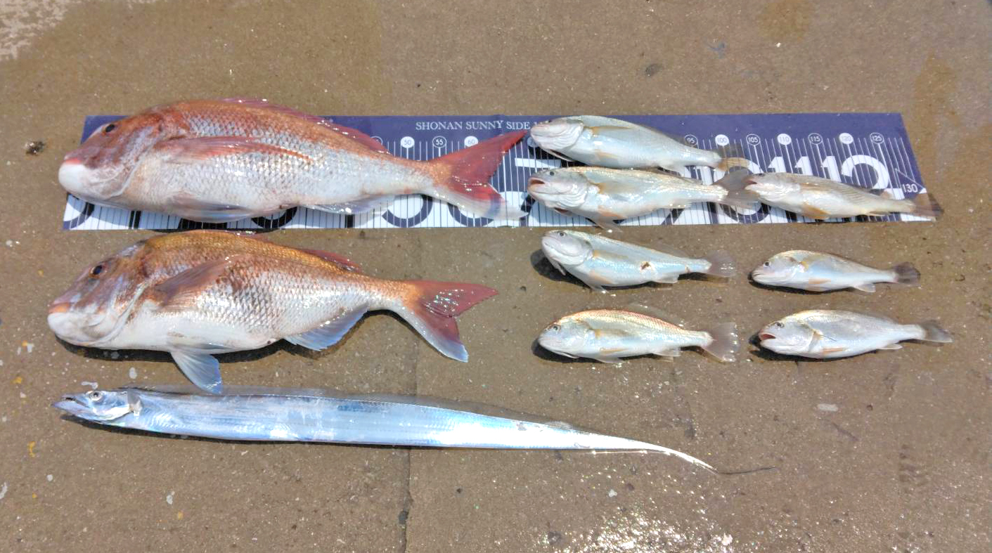 ✿マダイ・シログチ（イシモチ）・タチウオ✿