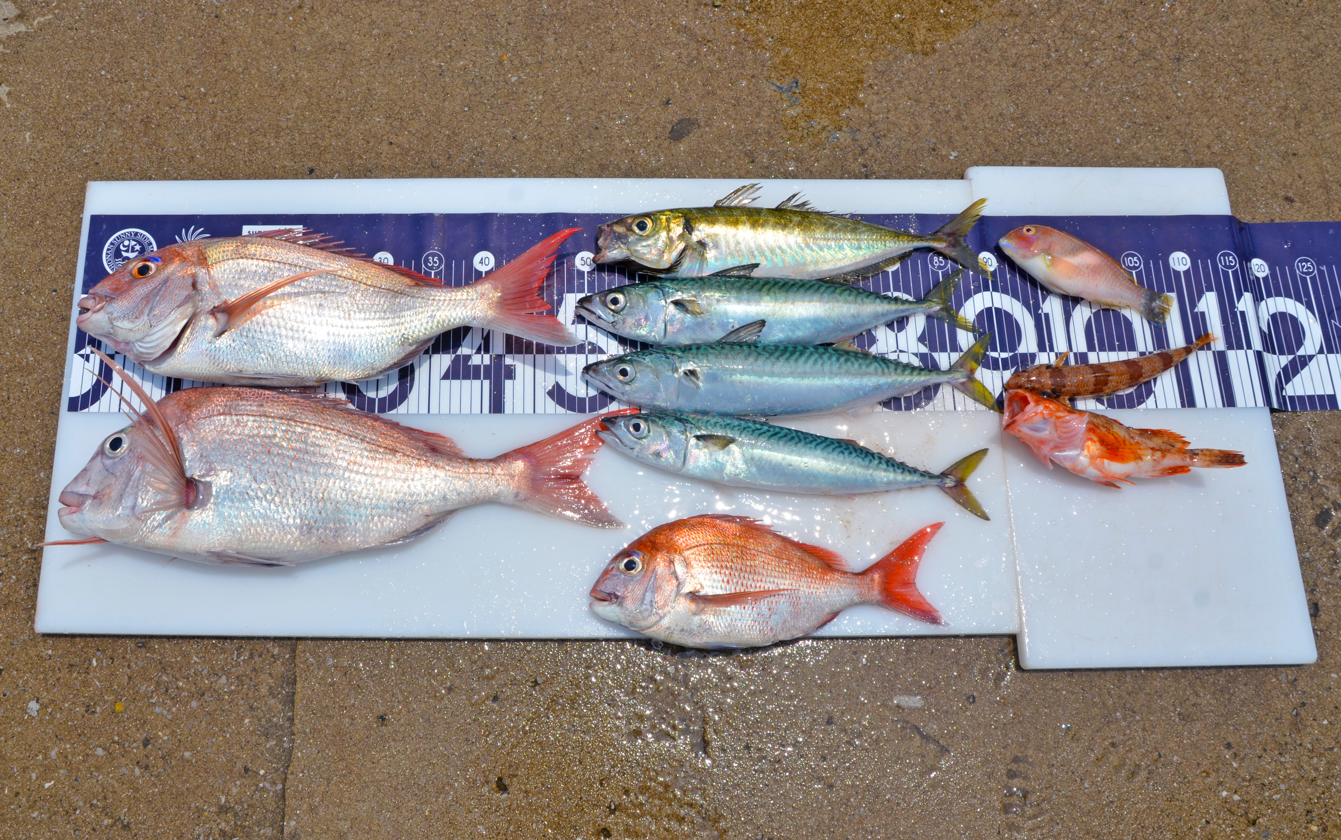 ✿マダイ・アジ・サバ・カサゴ・イラ・ホシノエソ✿