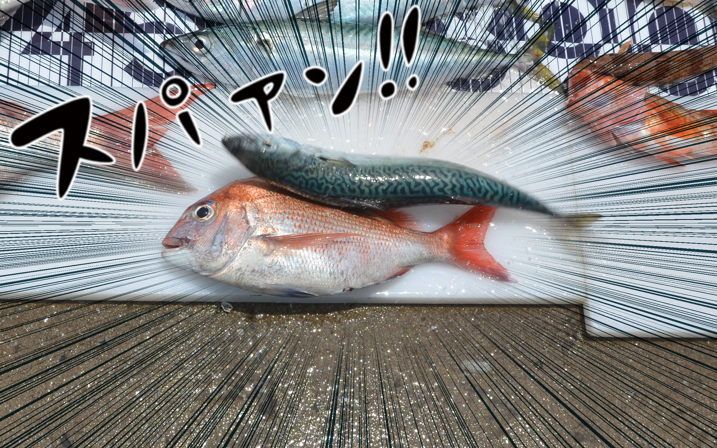 ✿マダイ・アジ・サバ・カサゴ・イラ・ホシノエソ✿