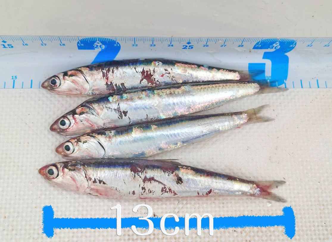 ✿キハダマグロ・サワラ✿