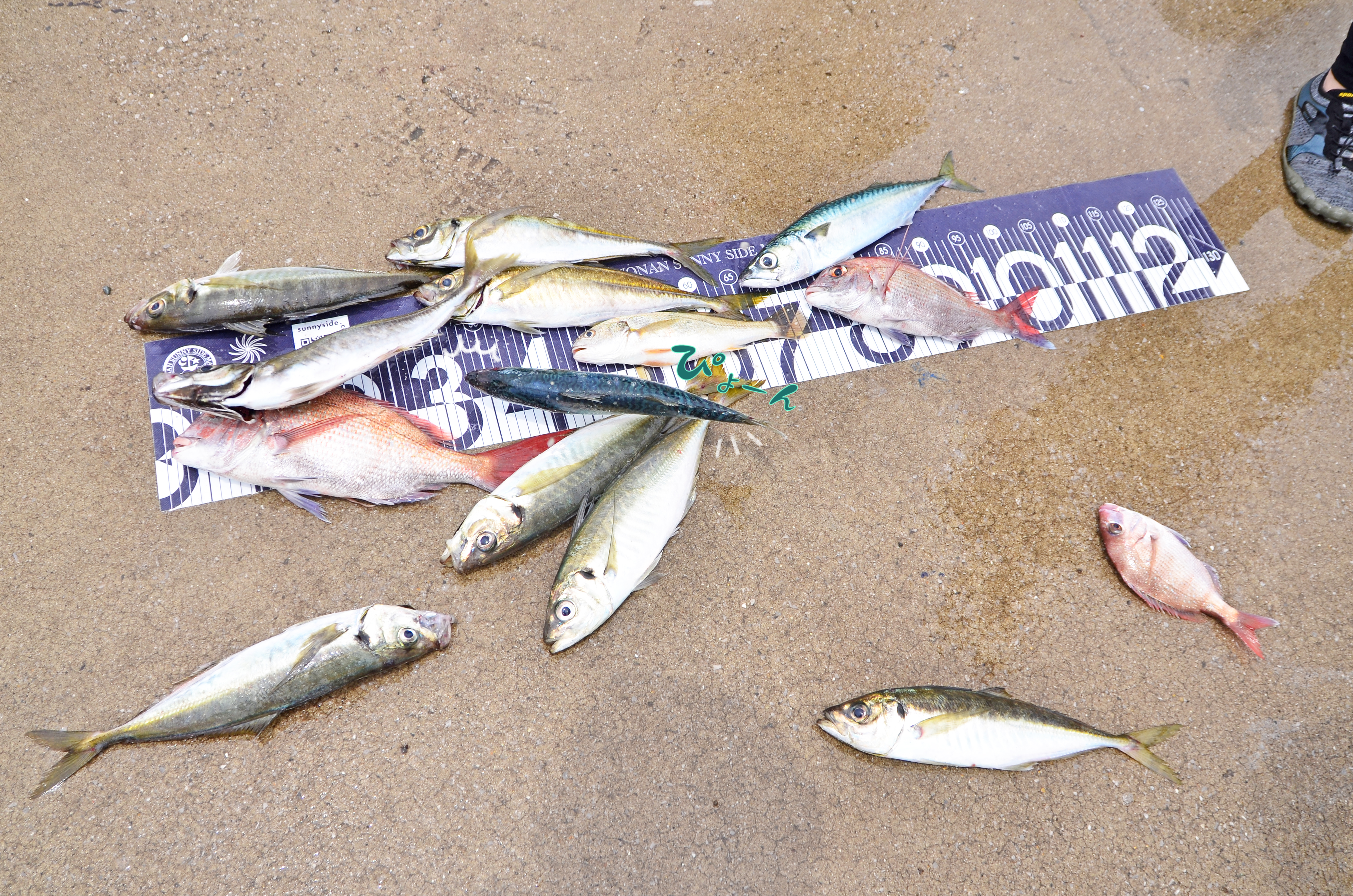 ✿アジ・マダイ・サバ・イシモチ(シログチ)✿