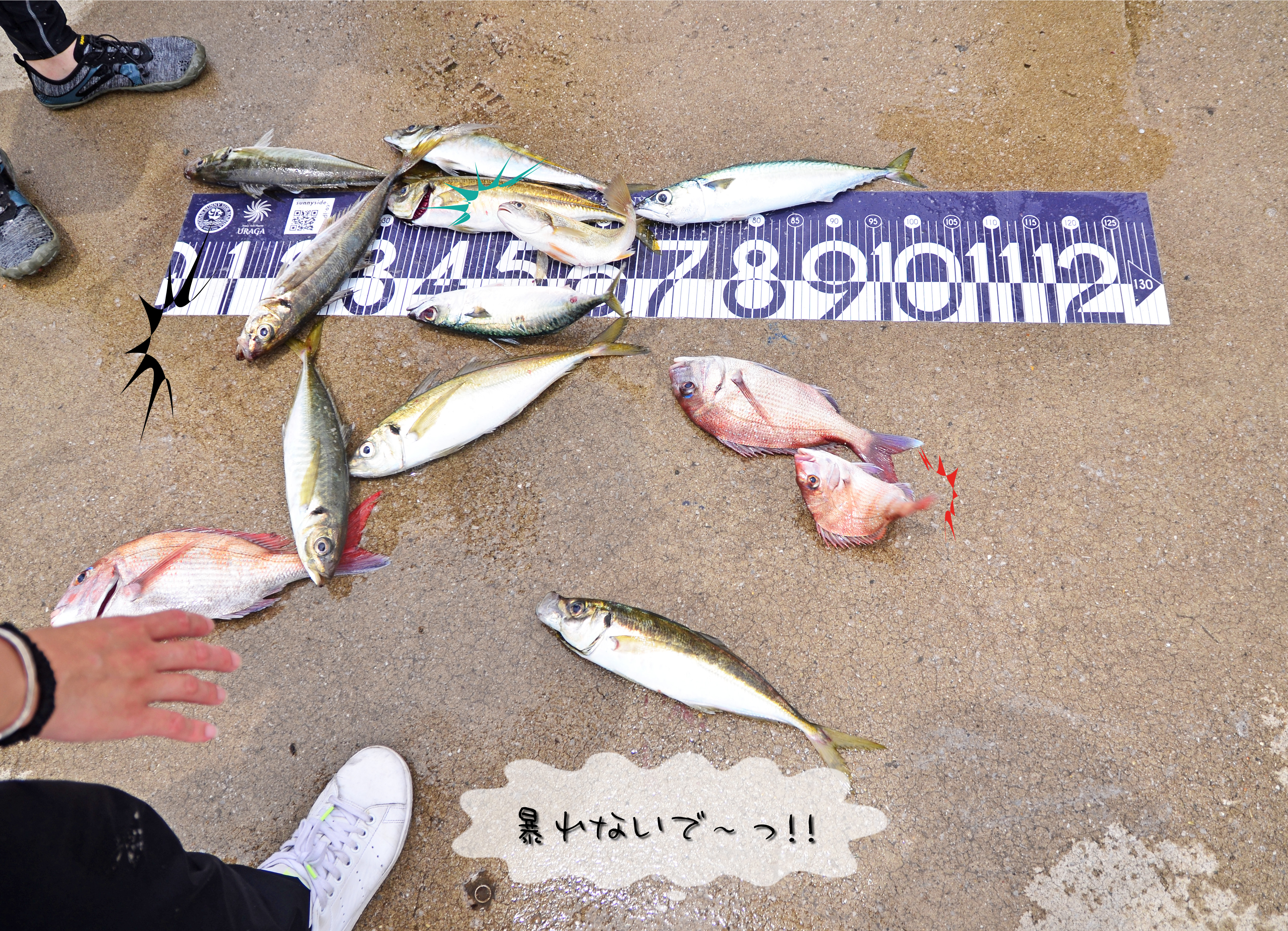 ✿アジ・マダイ・サバ・イシモチ(シログチ)✿