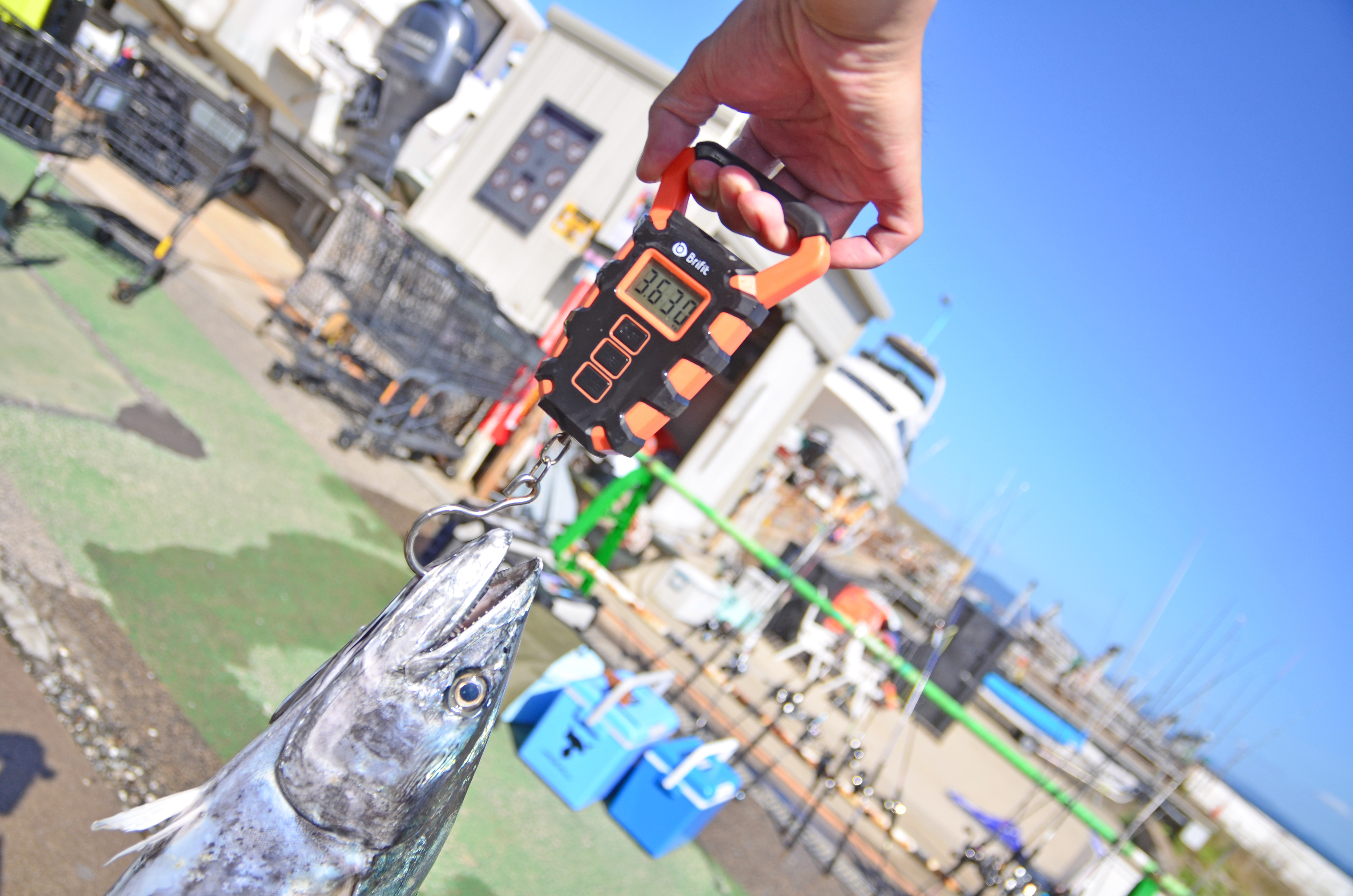 ✿サワラ・マダイ・サバ・ヒラメ・ソコイトヨリ・ホウボウ✿