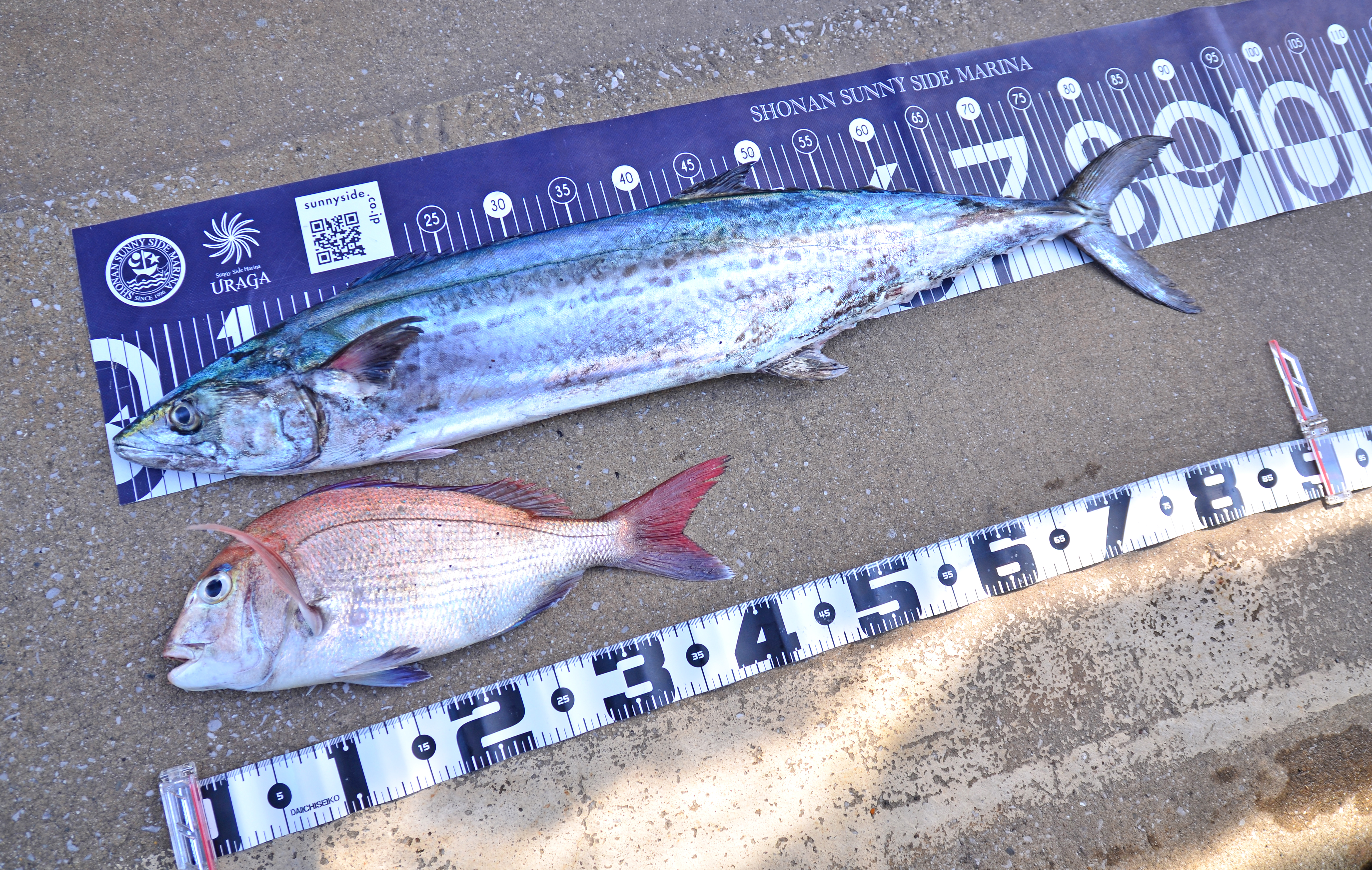 ✿サワラ・マダイ✿