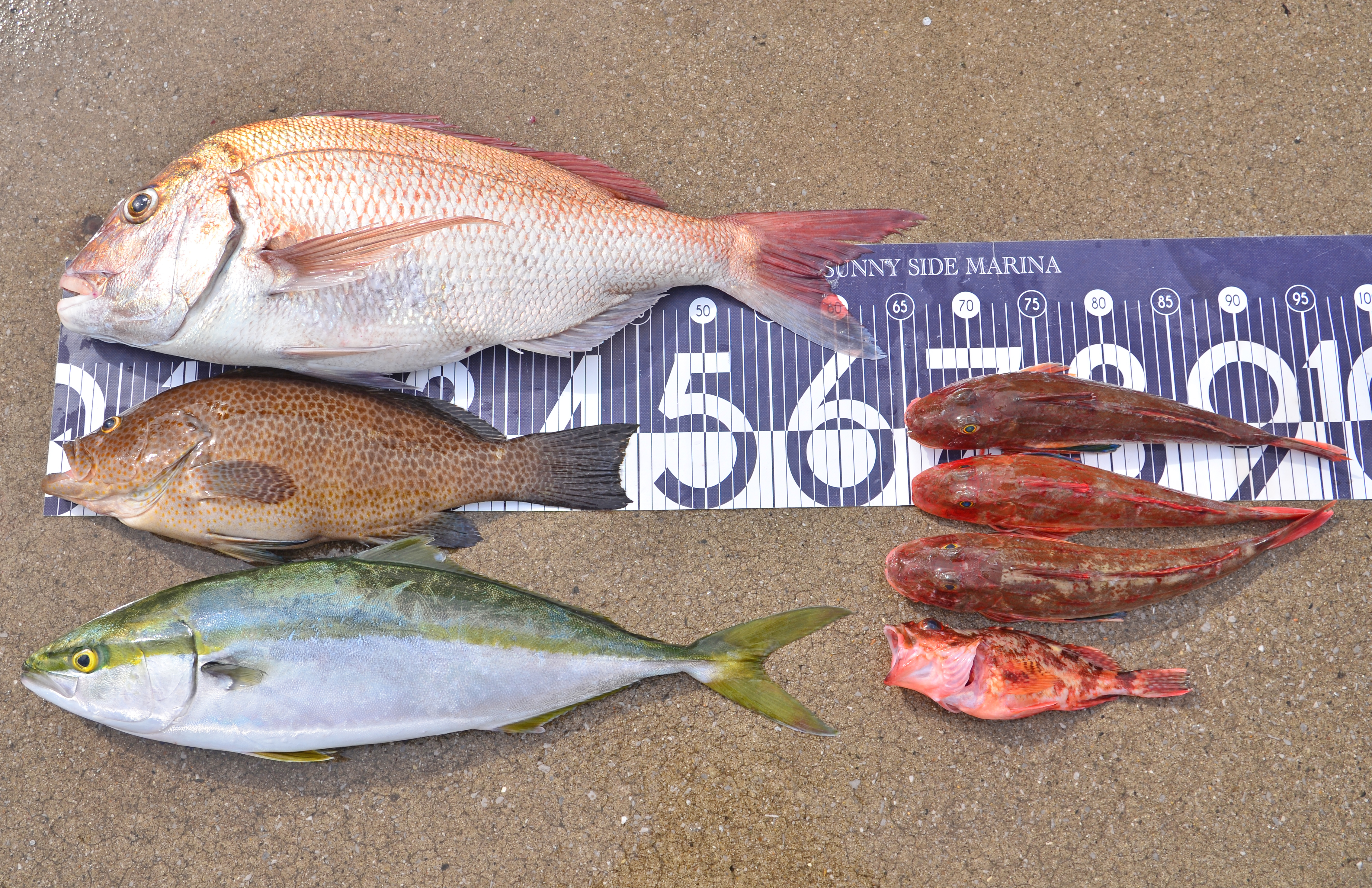 ✿マダイ・キジハタ・ワラサ・ホウボウ・カサゴ✿