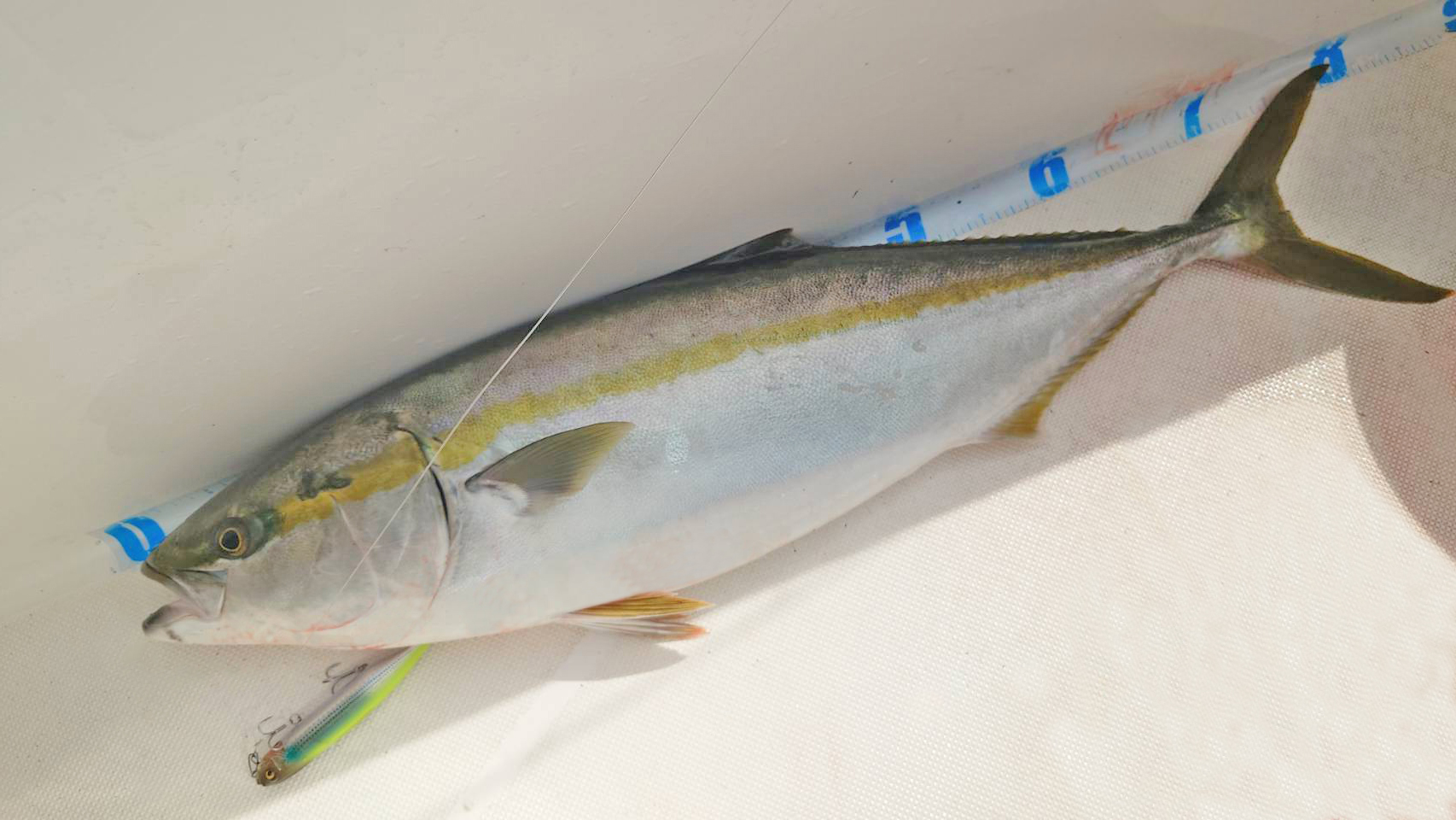 ✿マゴチ・シーバス・ブリ・カサゴ・ホウボウ✿