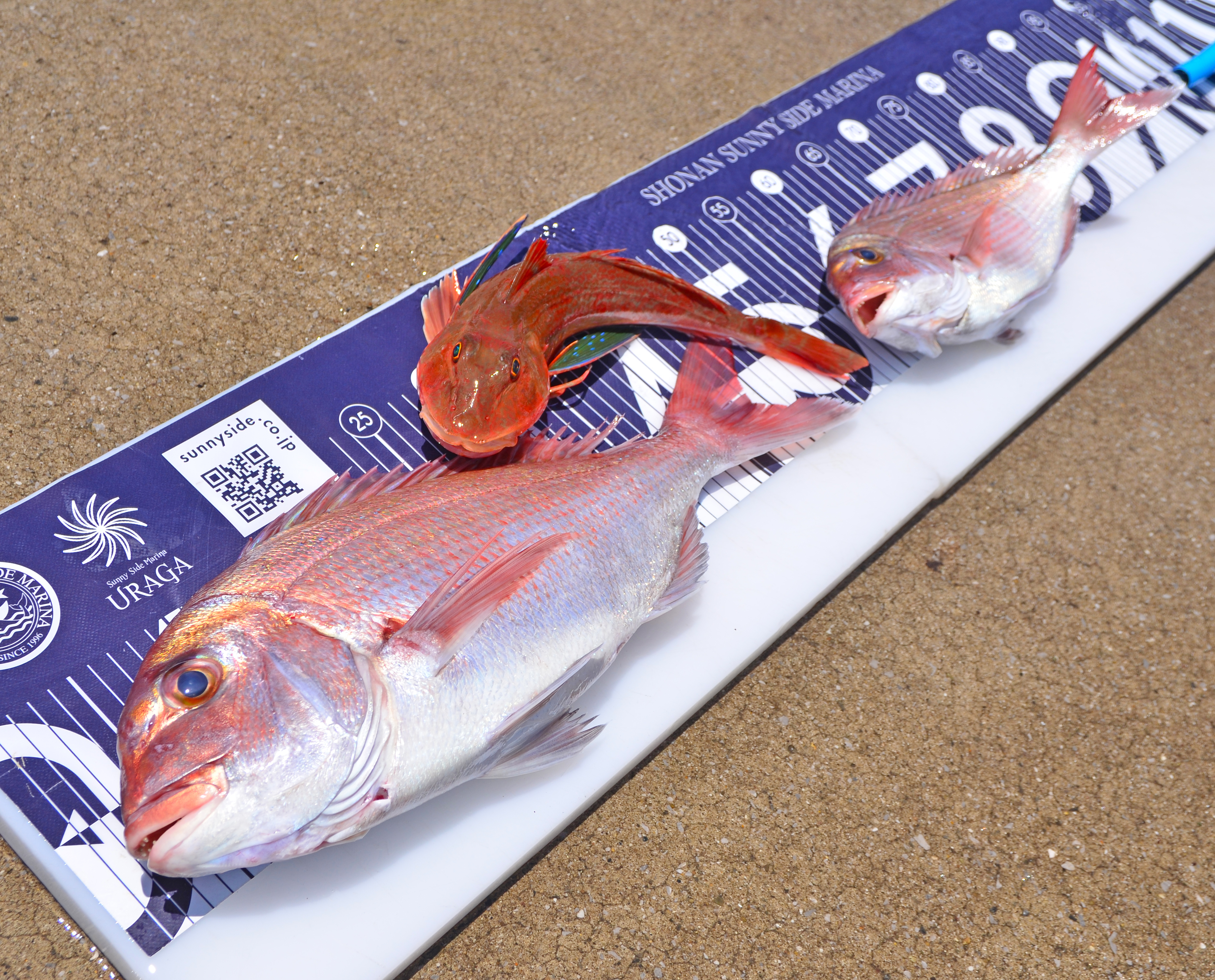 ✿マダイ・ホウボウ✿