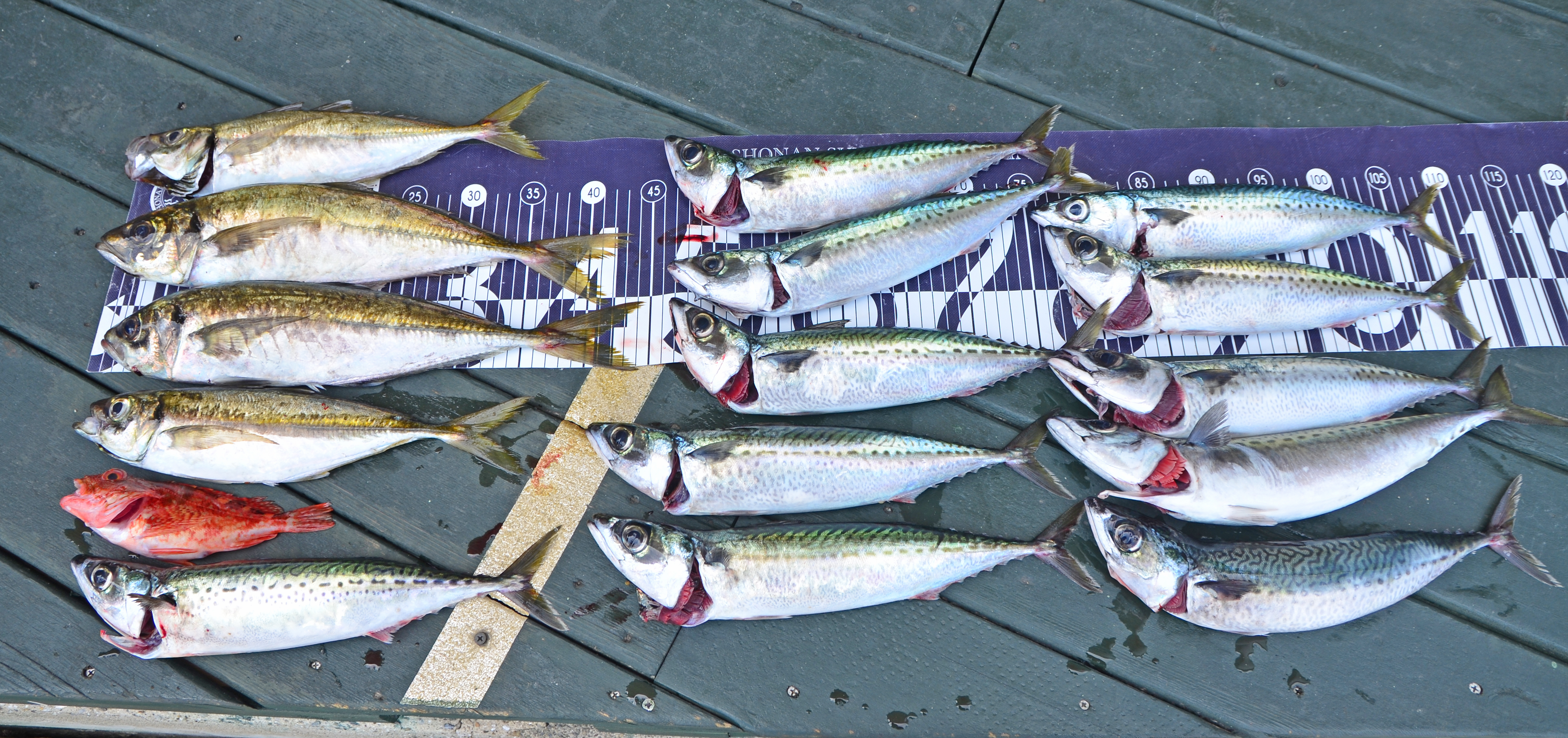 ✿アジ・サバ✿