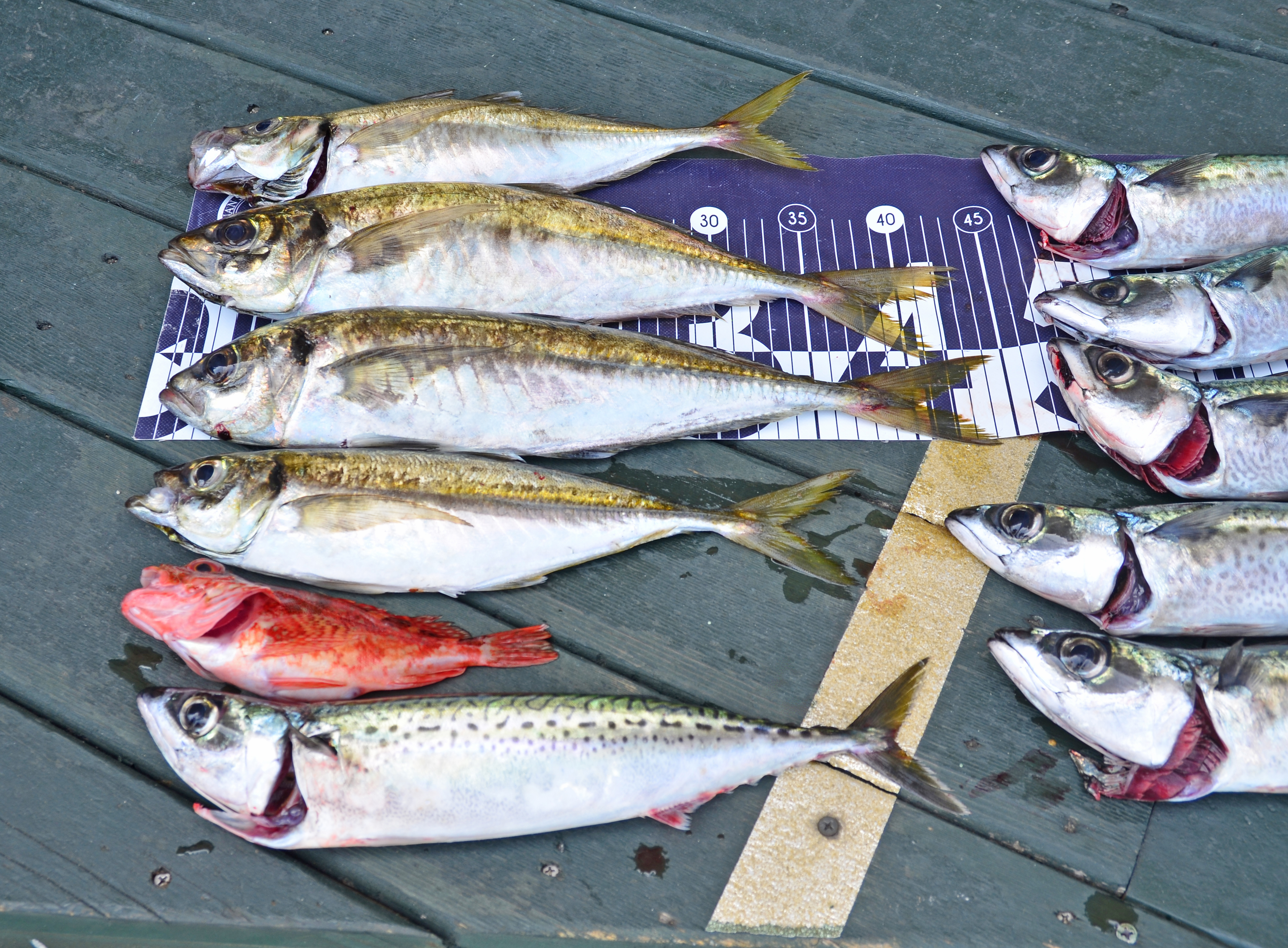 ✿アジ・サバ✿