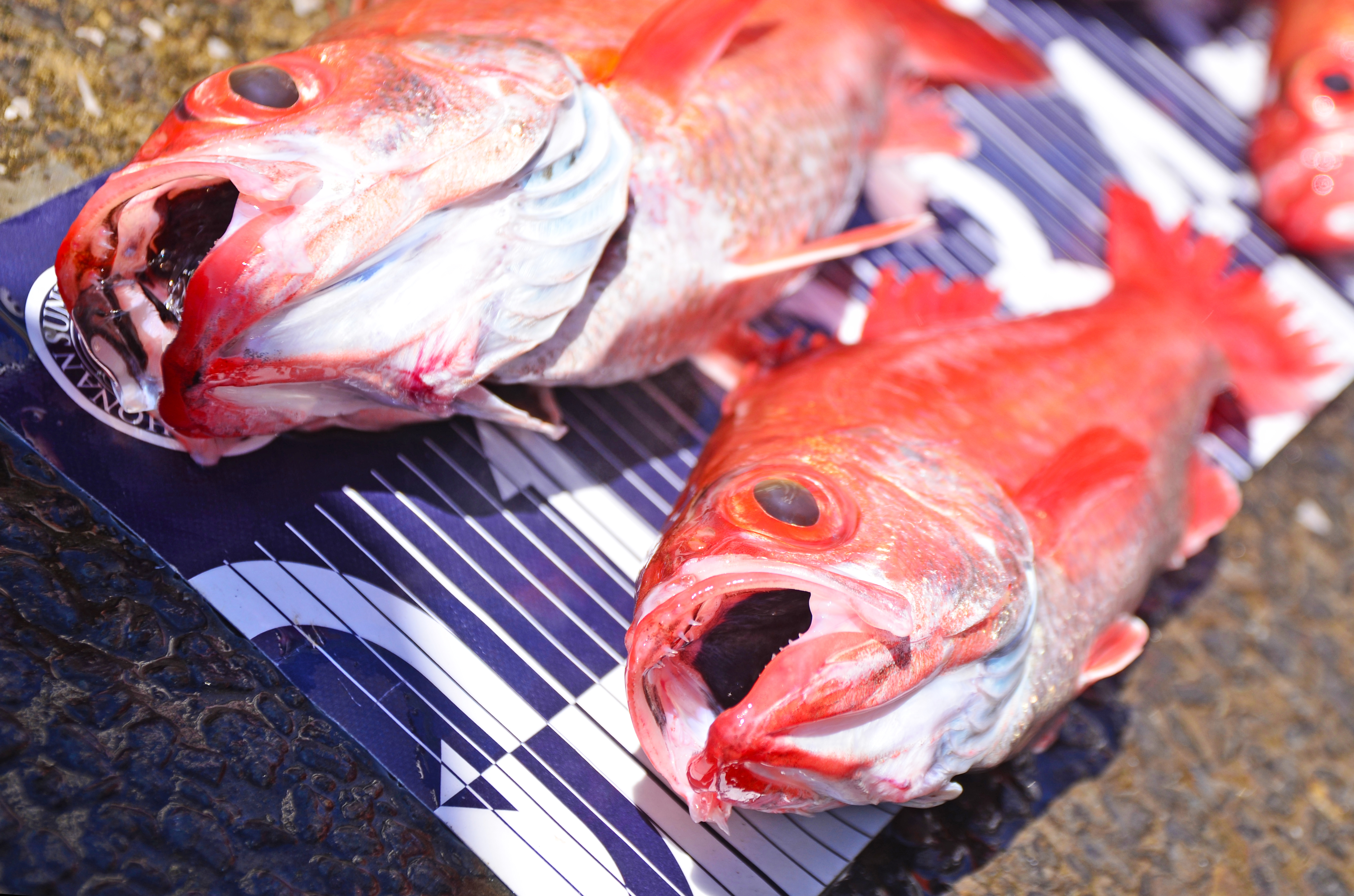 ✿のどぐろ(アカムツ)✿