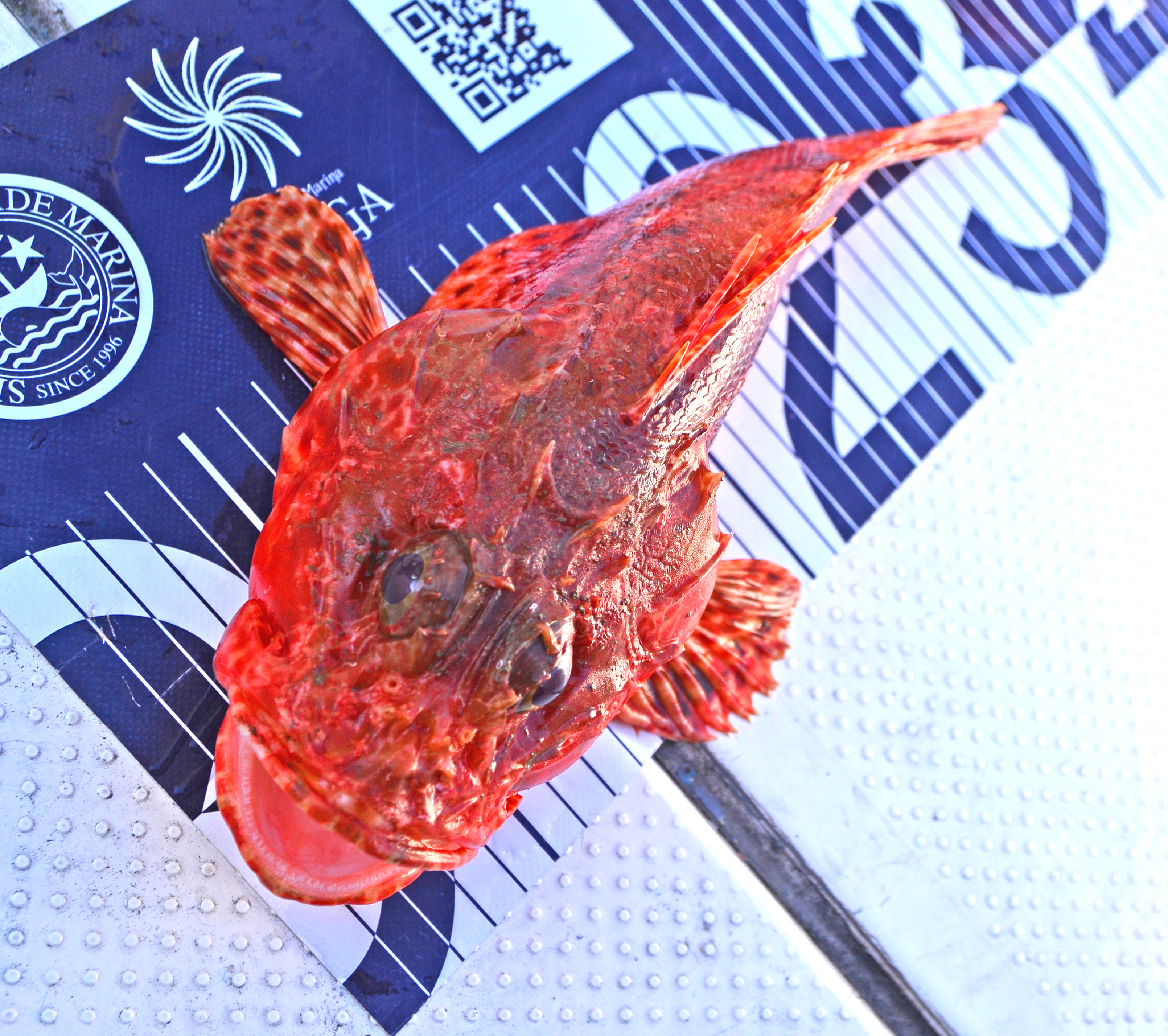 ✿オニカサゴ✿