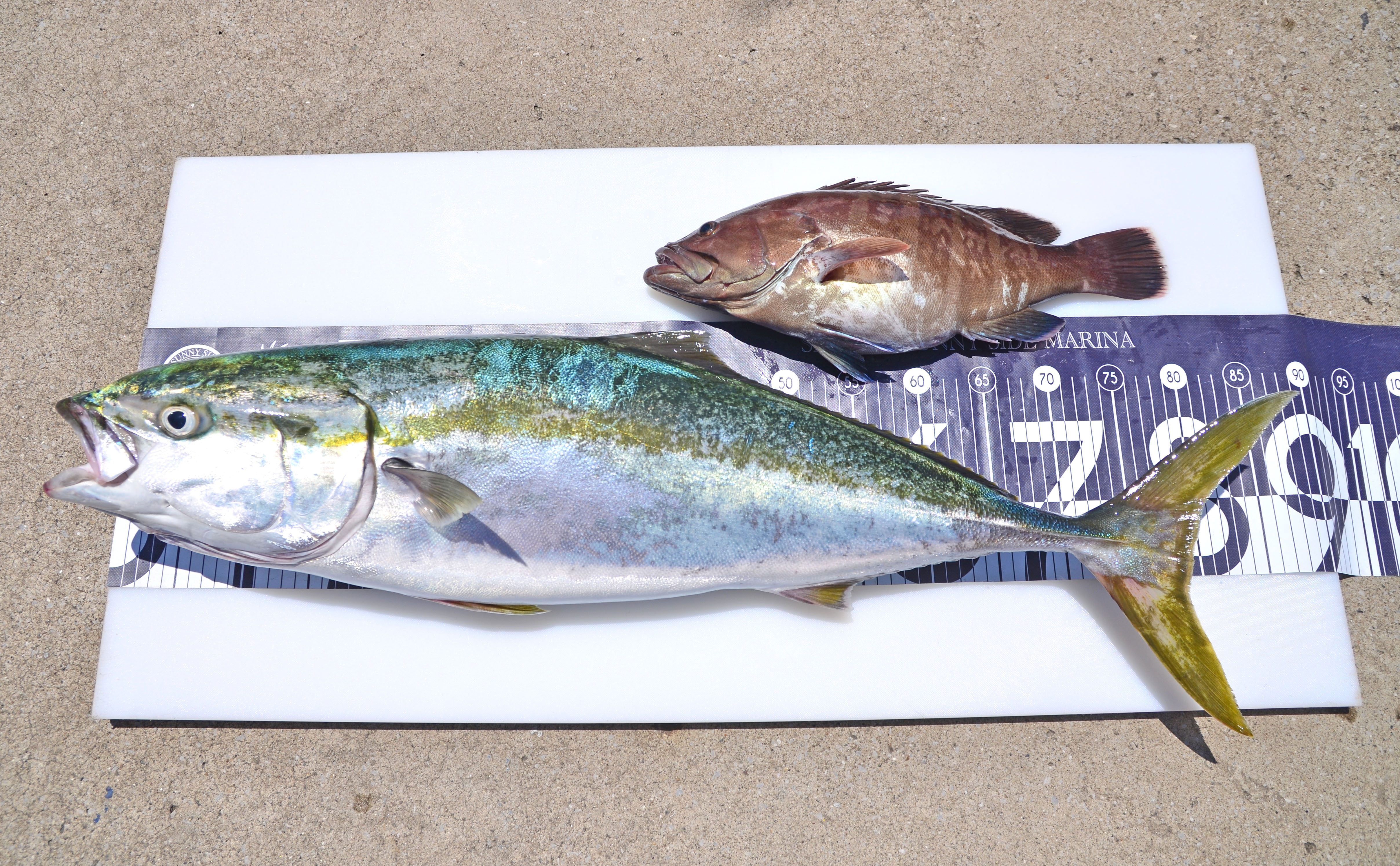 ✿ブリ・マハタ✿