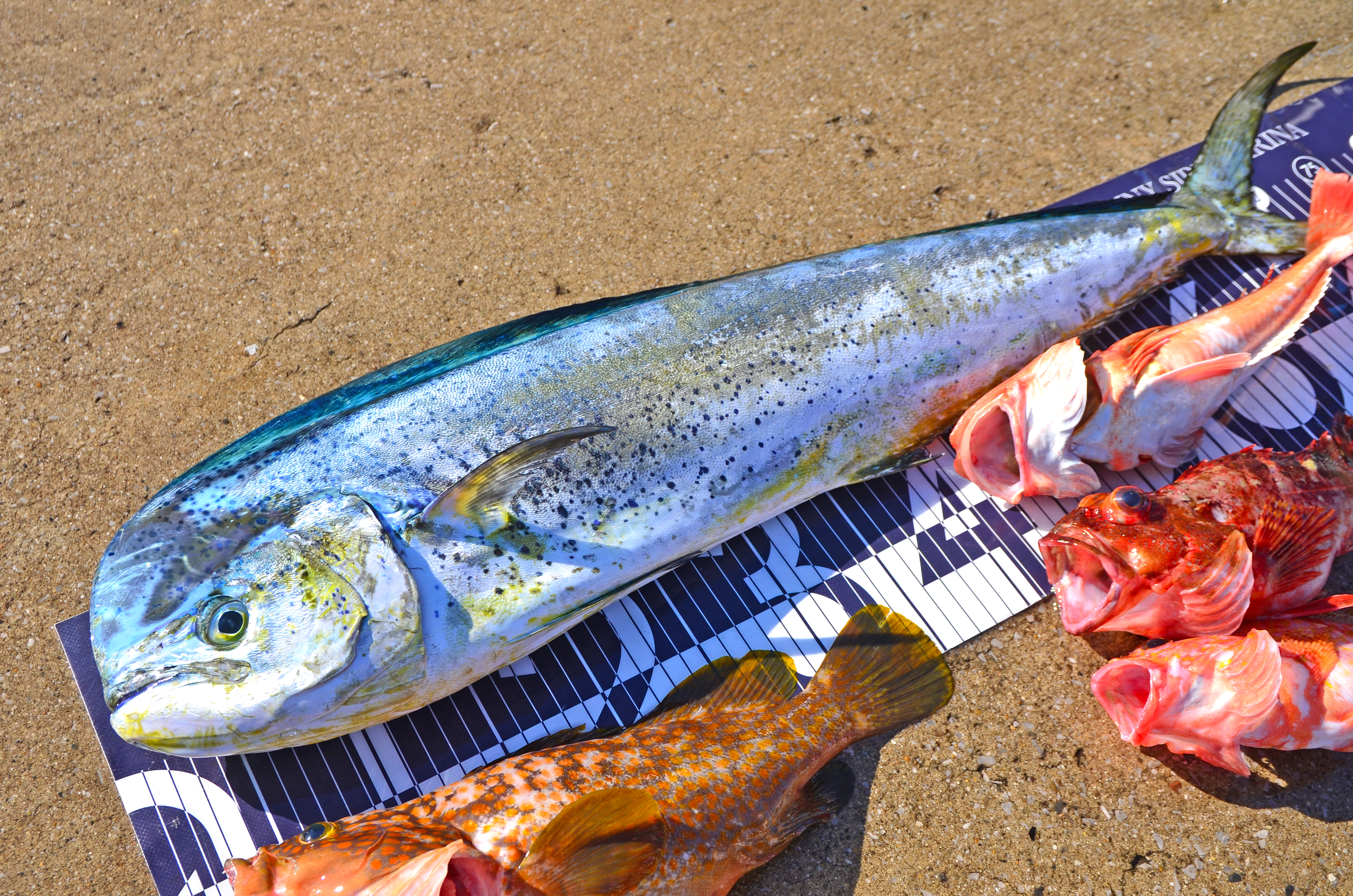 ✿シイラ・キジハタ・カサゴ・ホウボウ・エソ✿