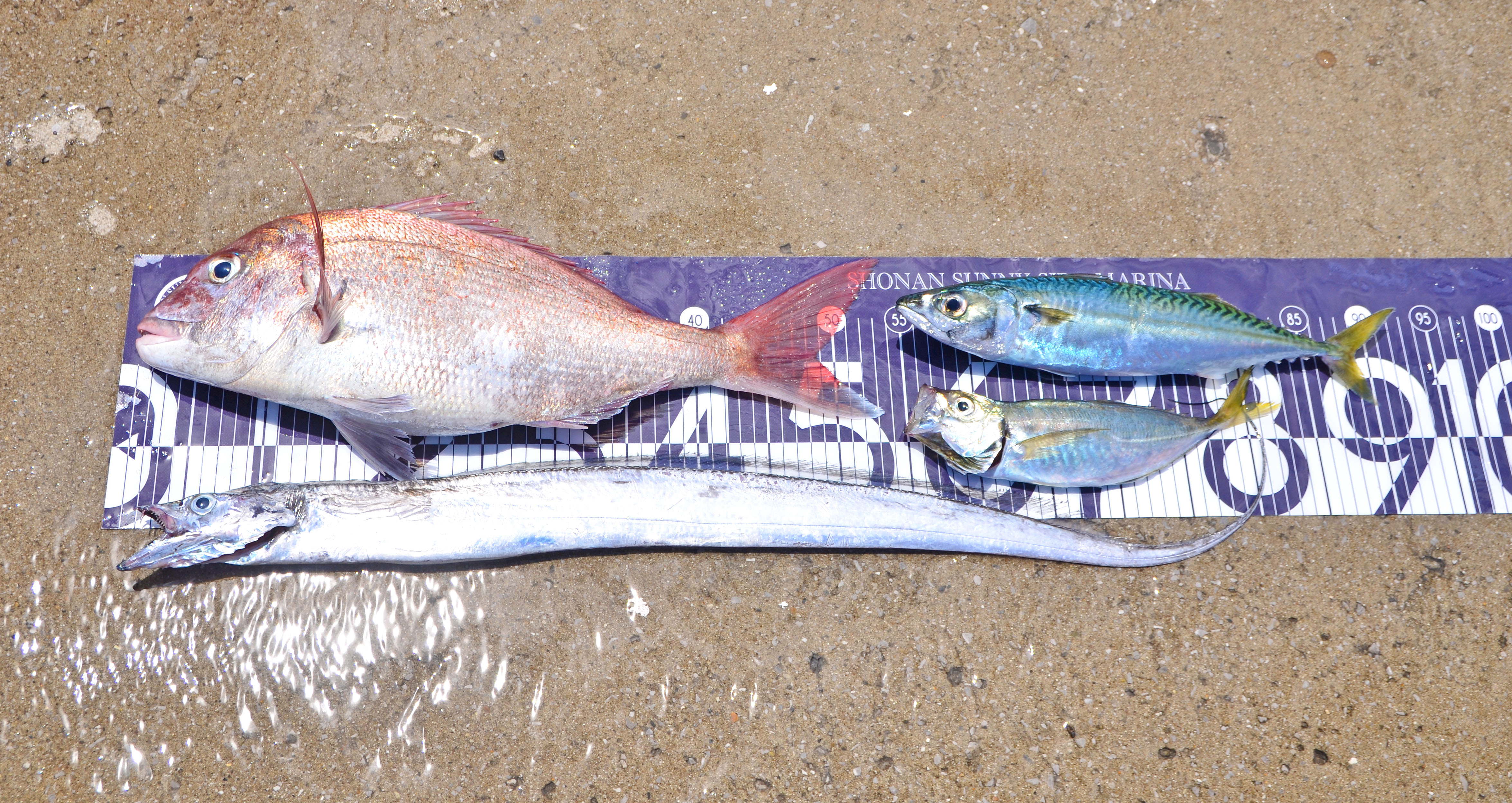 ✿マダイ・アジ・サバ・タチウオ✿