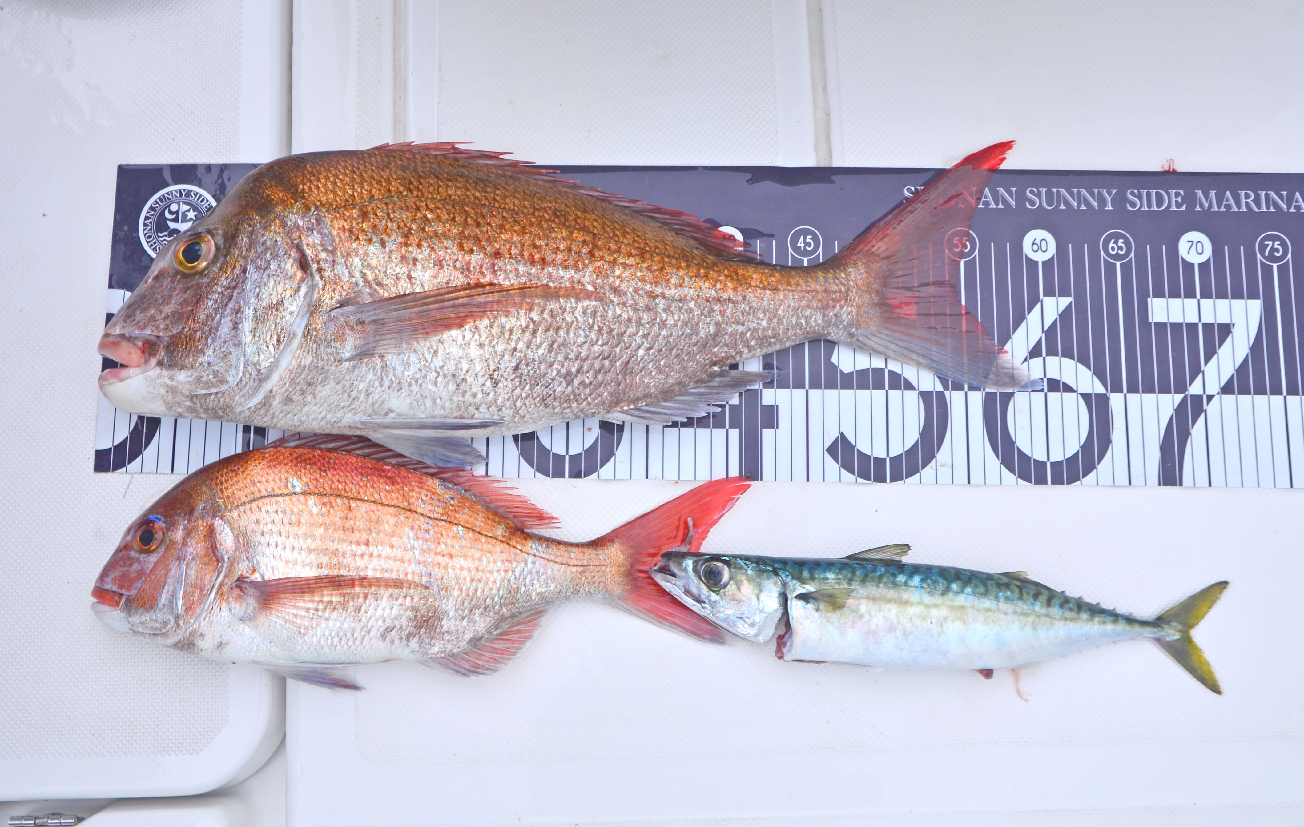 ✿マダイ・サバ✿