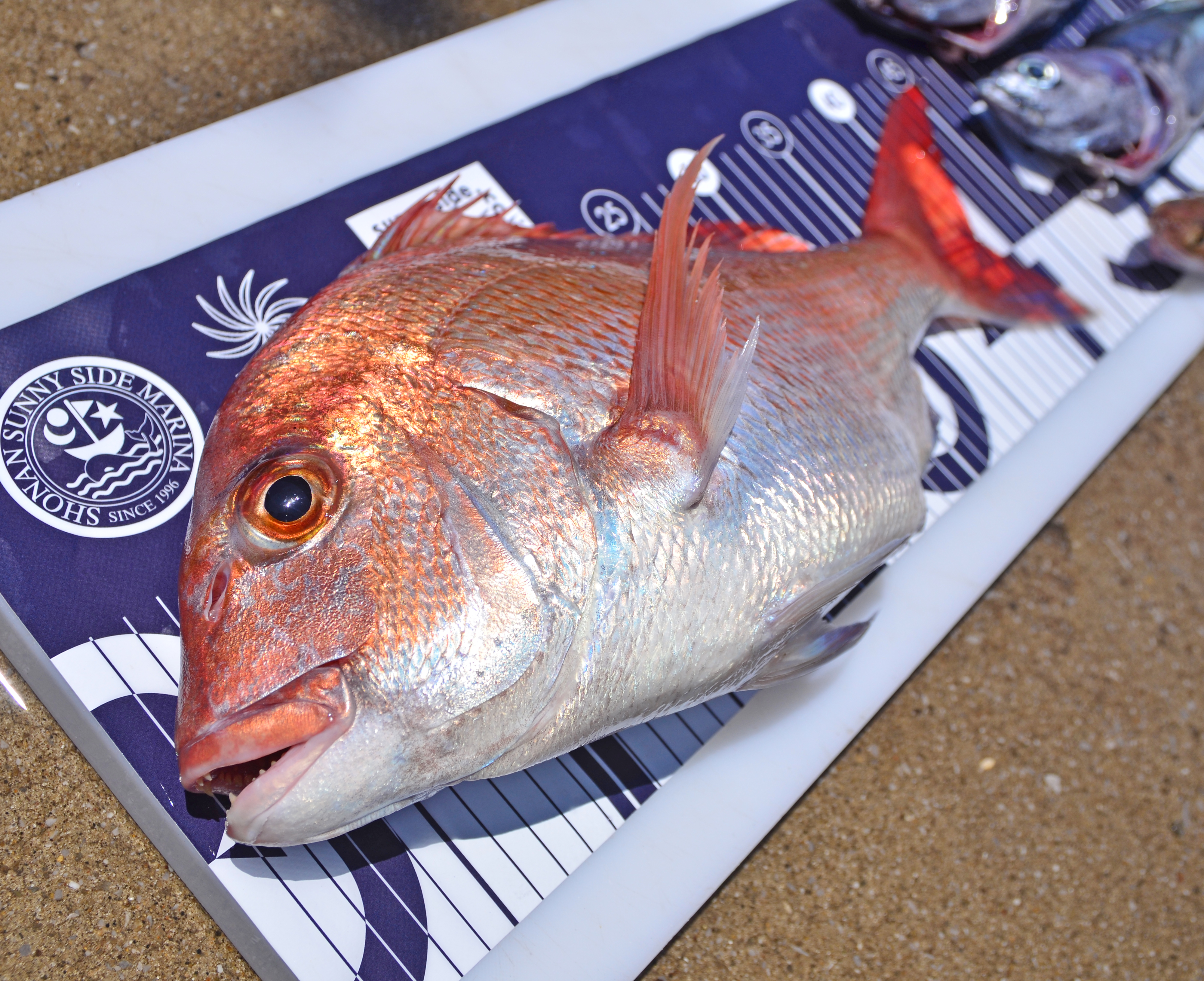 ✿マダイ・ソウダガツオ・エソ✿