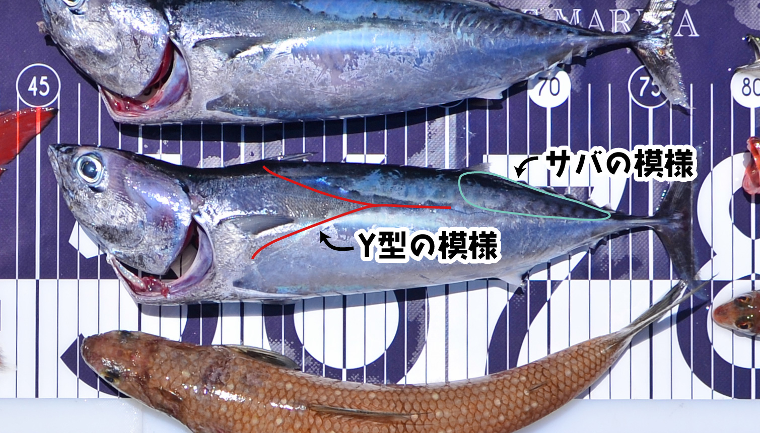 ✿マダイ・ソウダガツオ・エソ✿