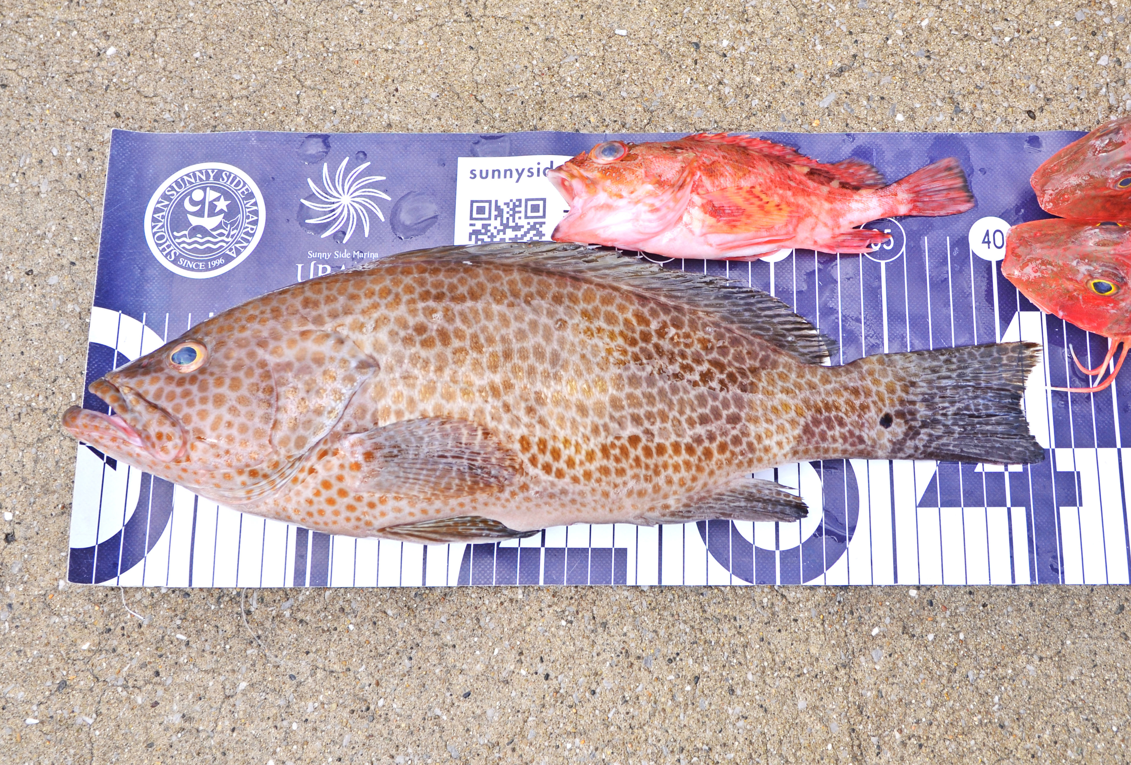 ✿オオモンハタ・ホウボウ・カサゴ✿