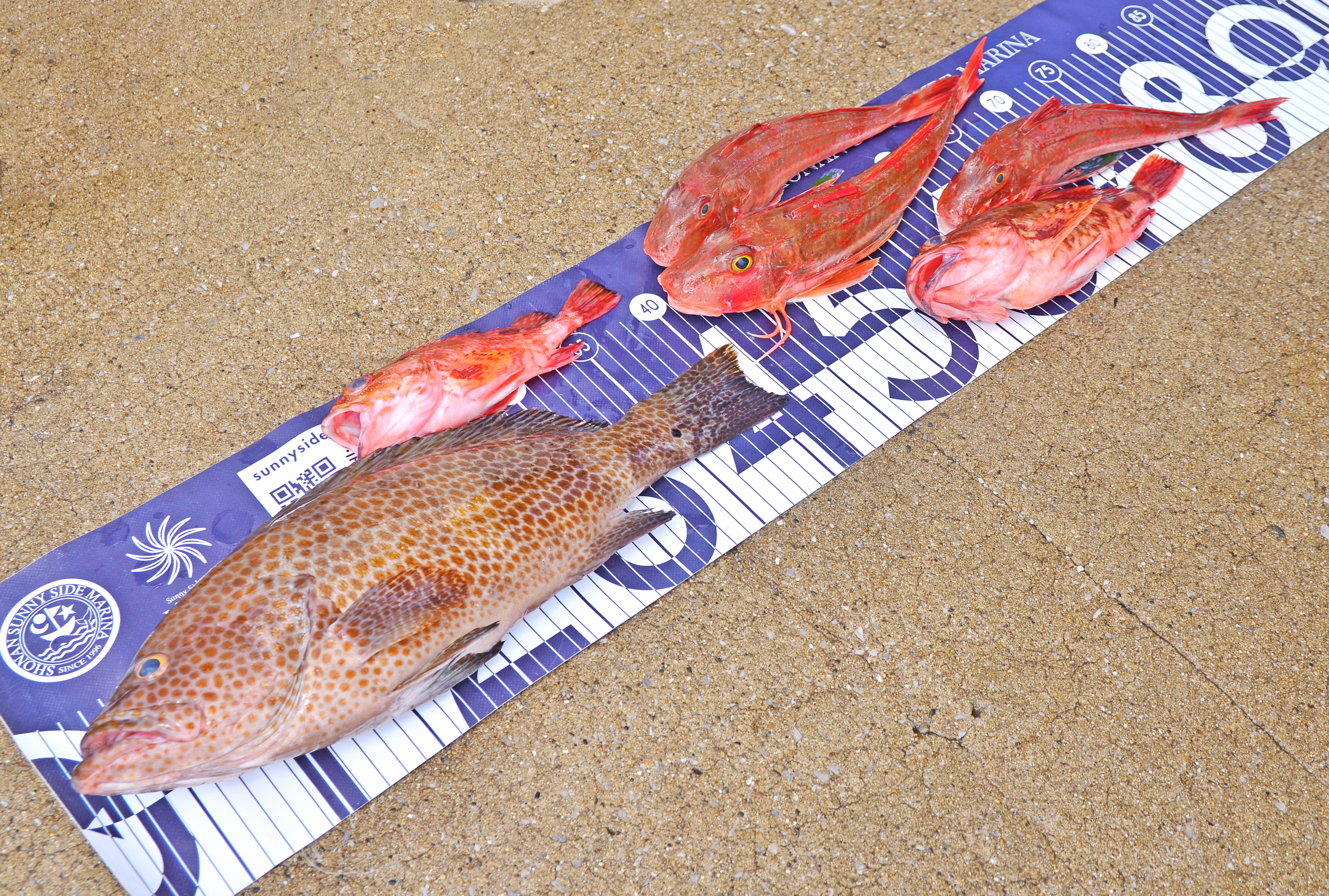 ✿オオモンハタ・ホウボウ・カサゴ✿