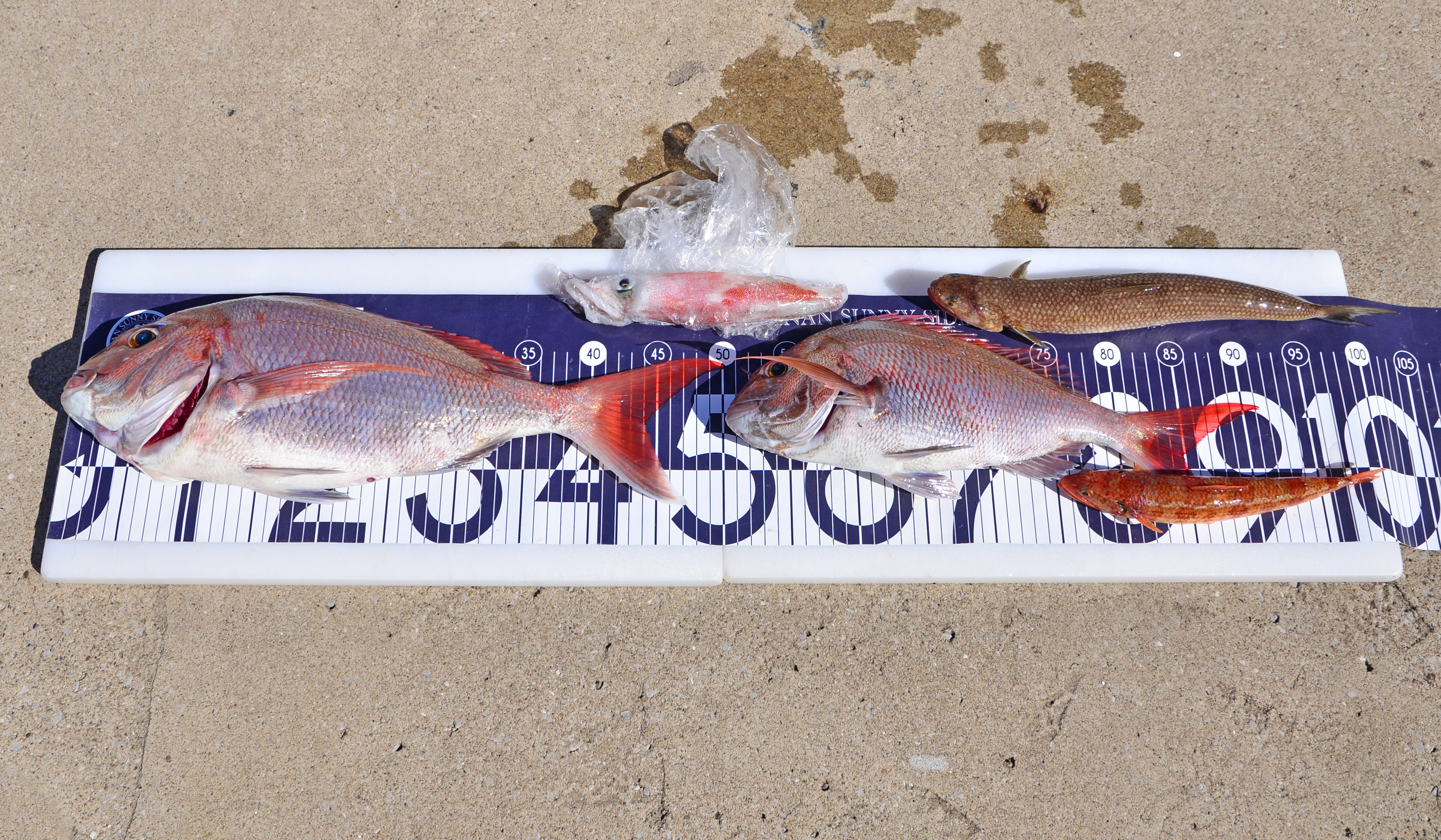 ✿マダイ・イカ・エソ・オキエソ✿