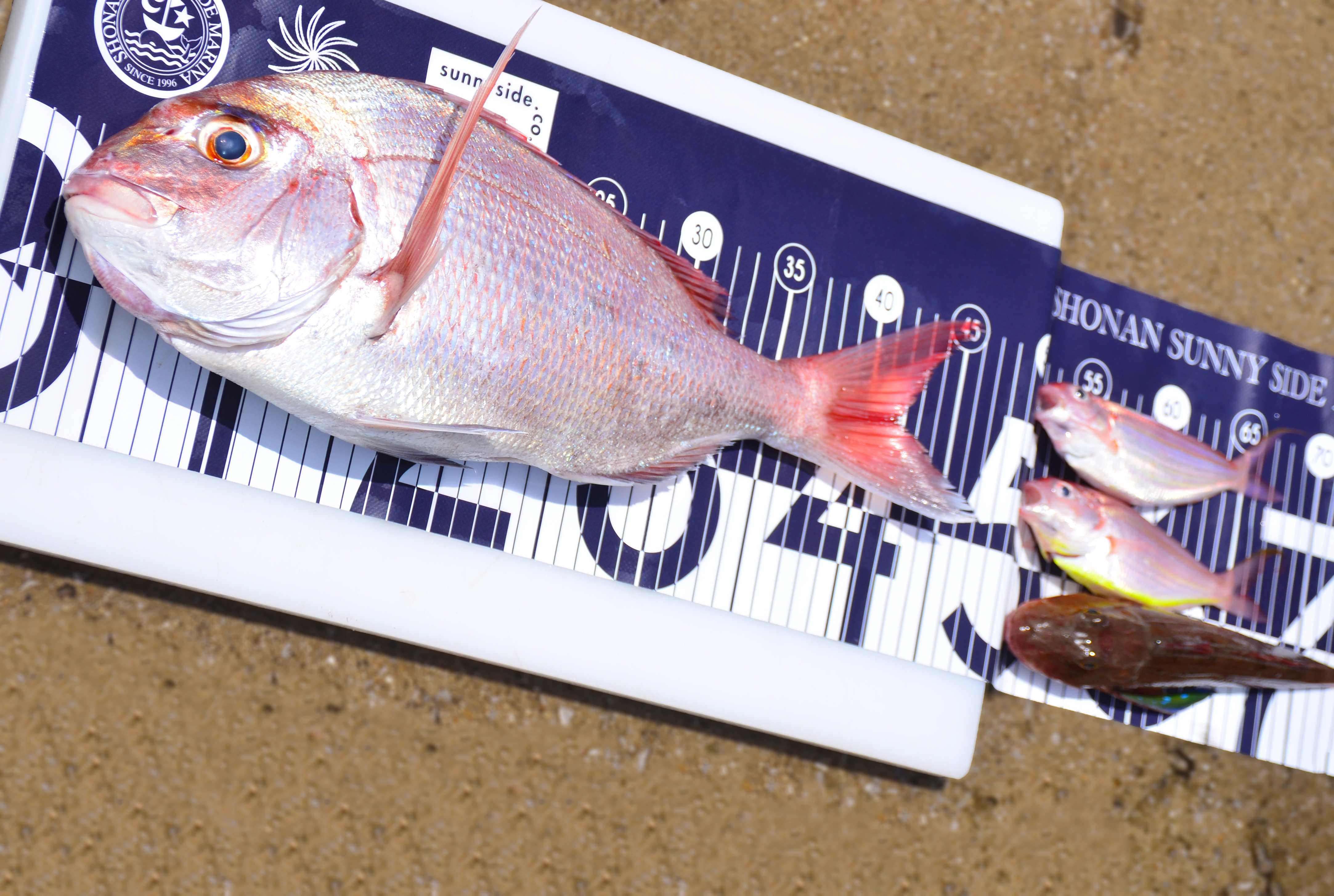 ✿マダイ・イトヨリ・ソコイトヨリ・ホウボウ✿