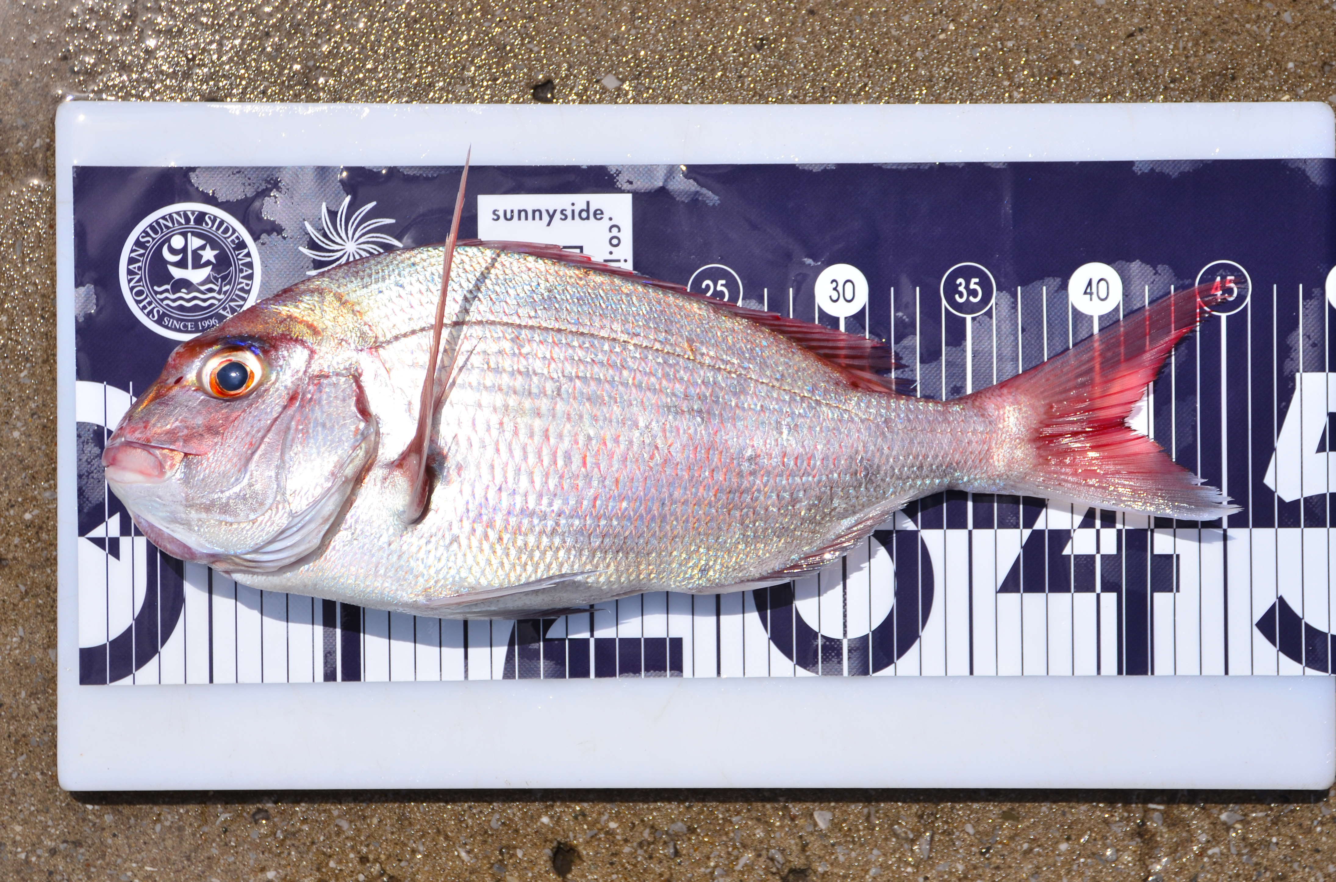 ✿マダイ・イトヨリ・ソコイトヨリ・ホウボウ✿