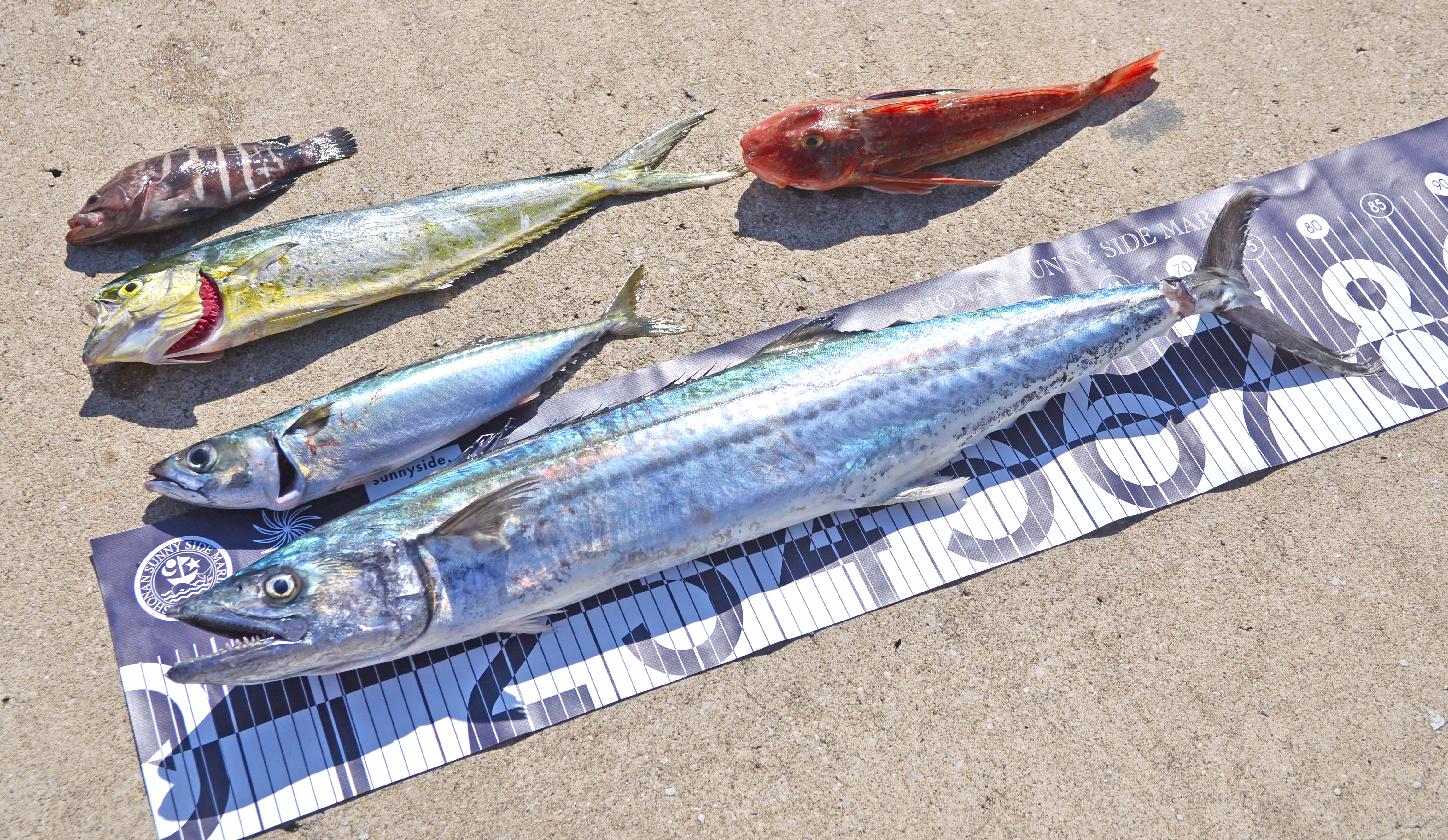 ✿サワラ・ペンペン(シイラ)・サバ・マハタ・ホウボウ✿