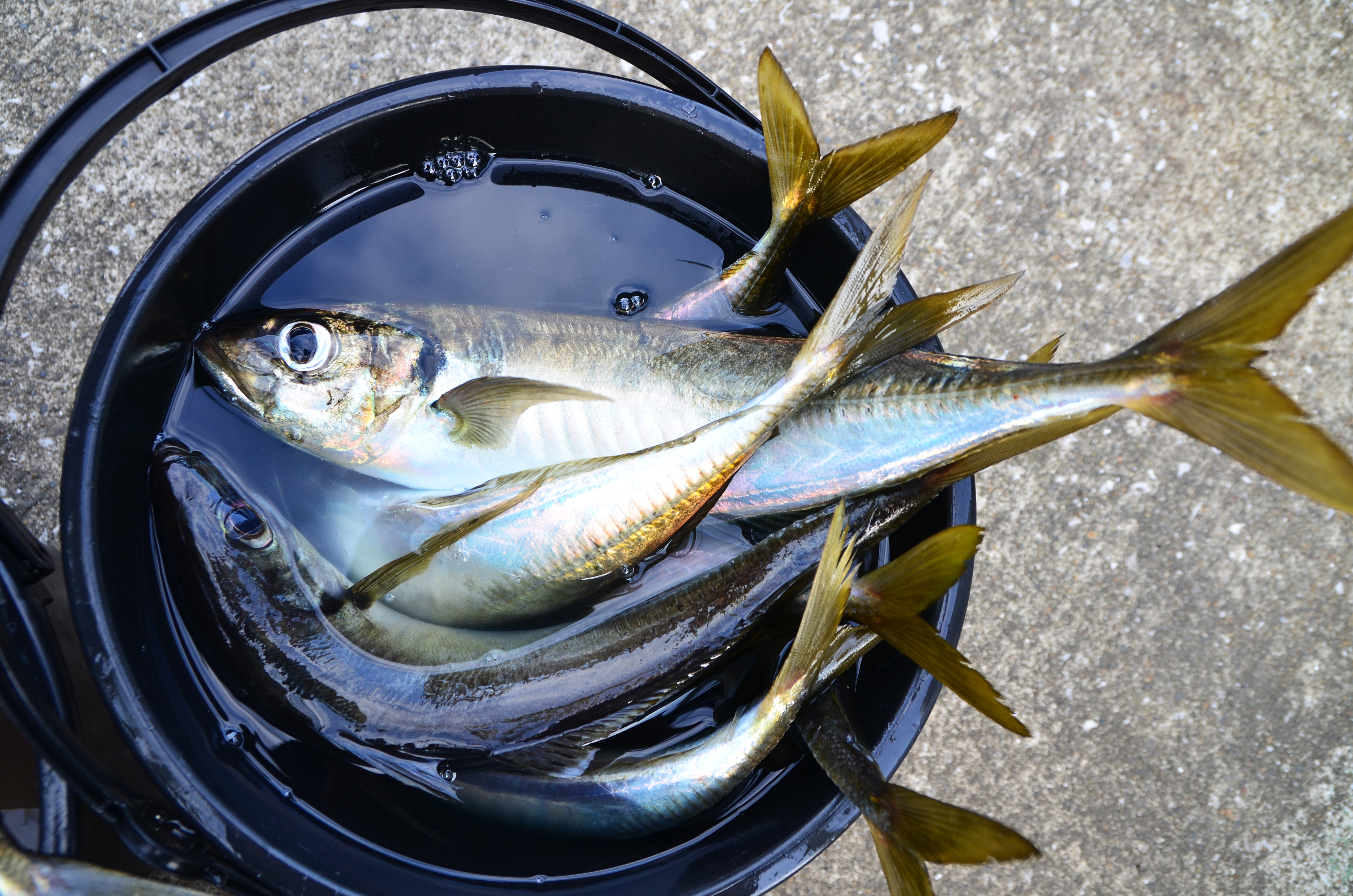 ✿アジ・マダイ✿