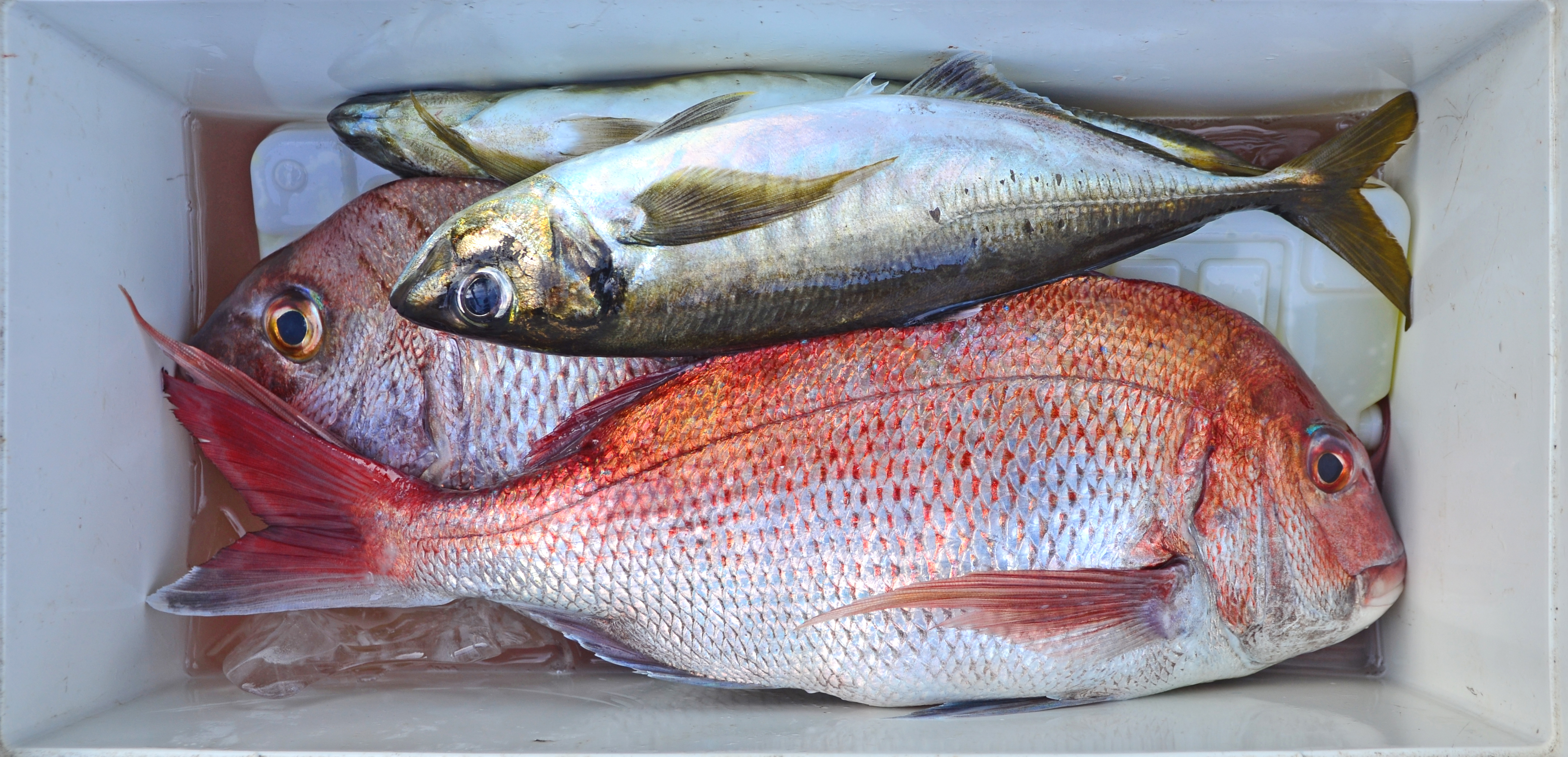 ✿アジ・マダイ✿