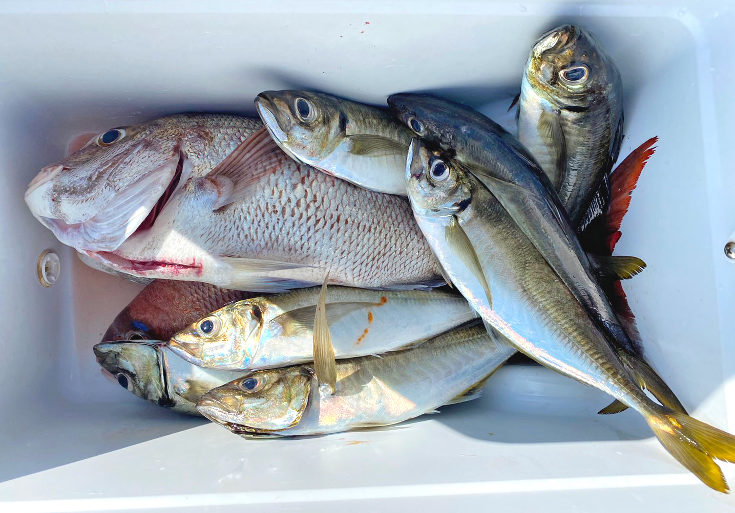 ✿アジ・マダイ✿