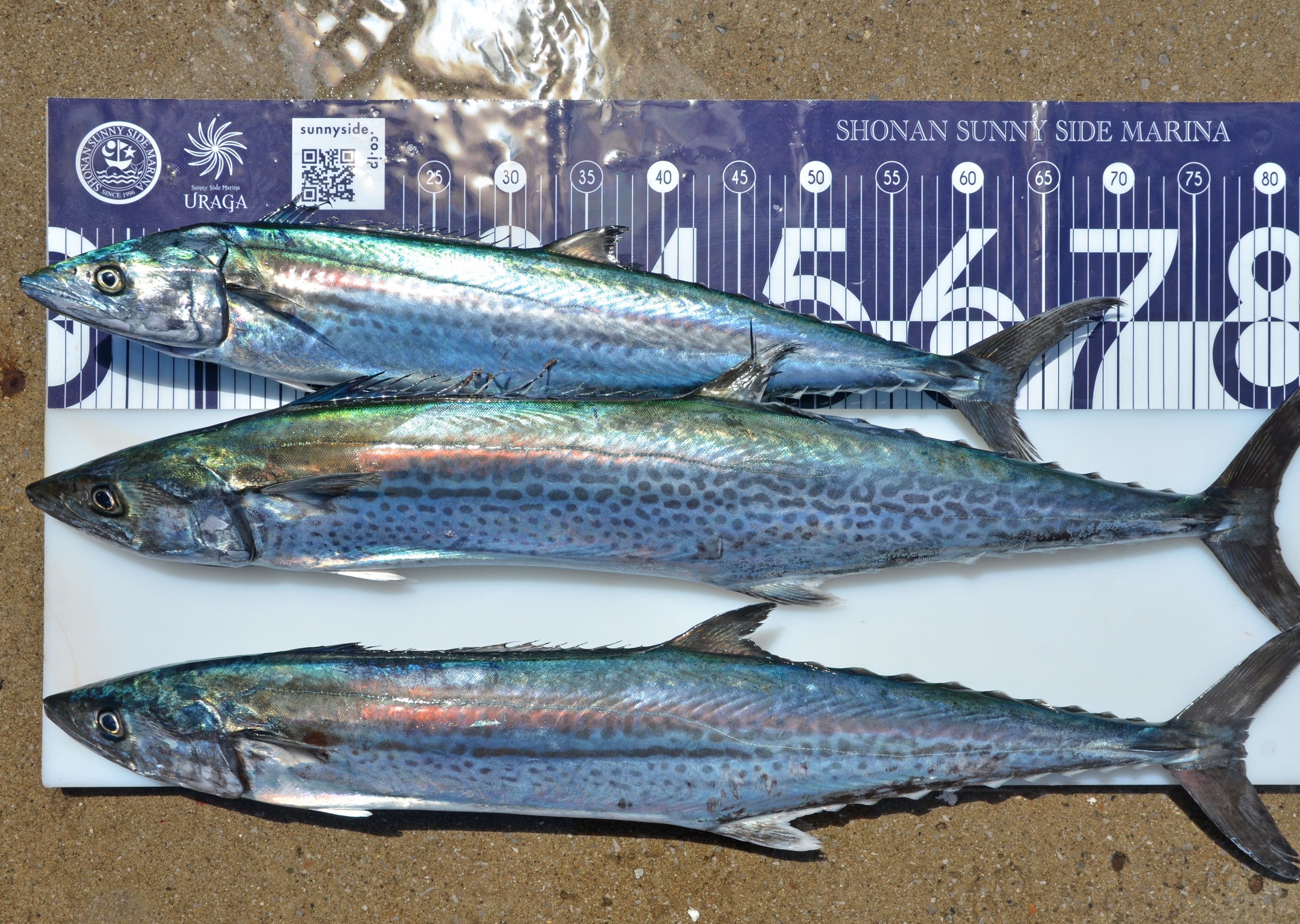 ✿マダイ・ホウボウ・サワラ✿