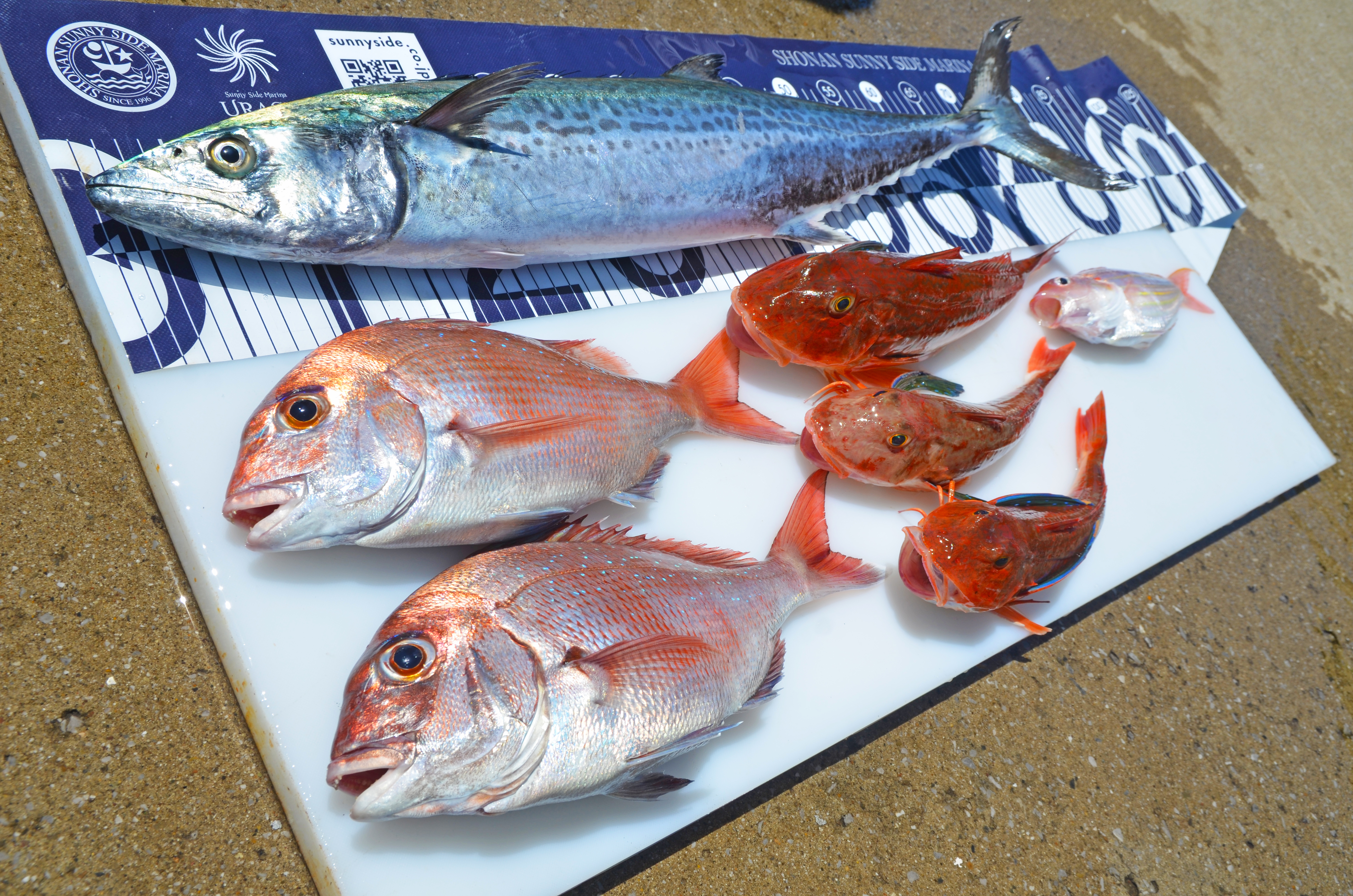 ✿サワラ・マダイ・ホウボウ・イトヨリダイ✿