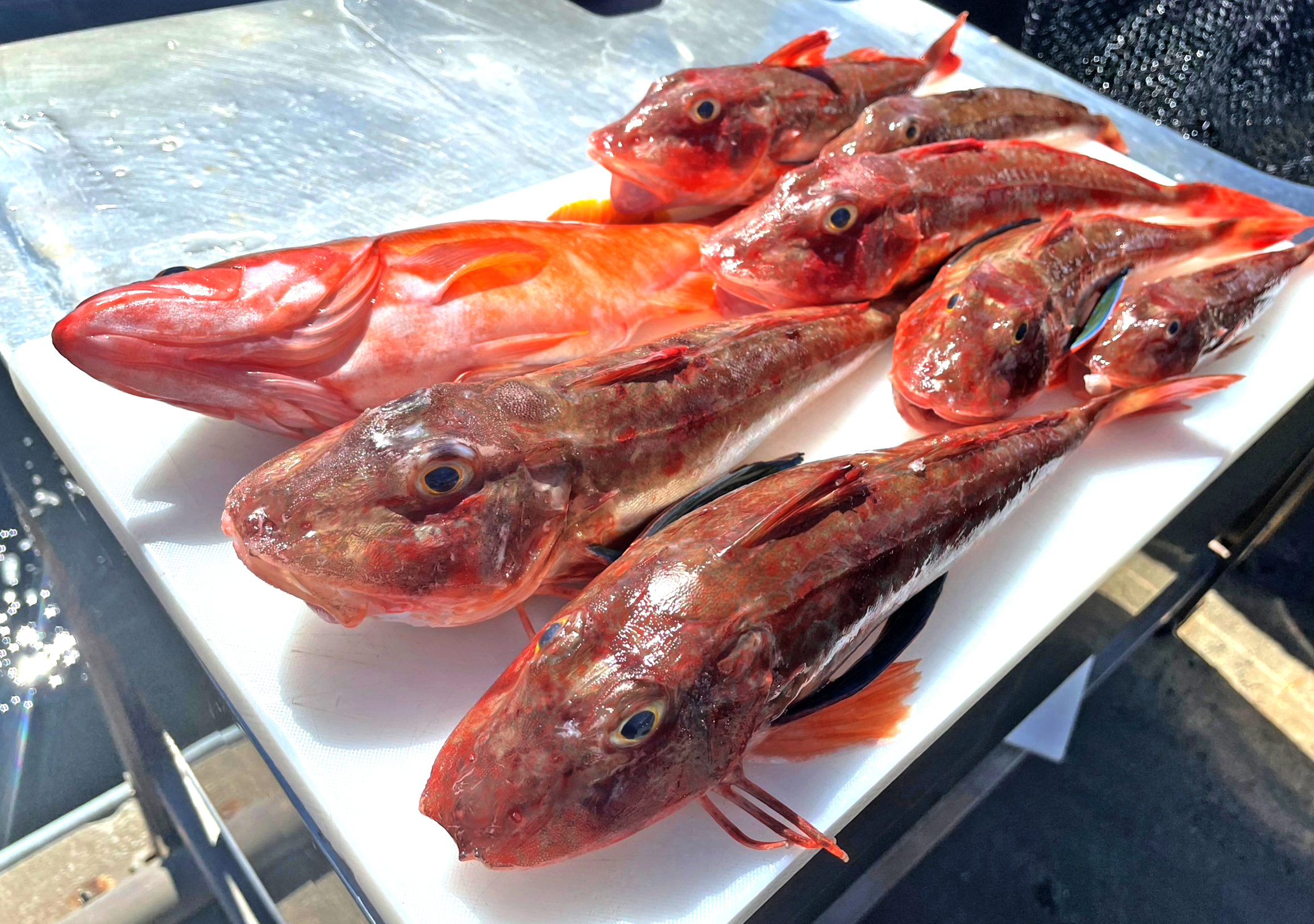 ✿ホウボウ・アカハタ✿