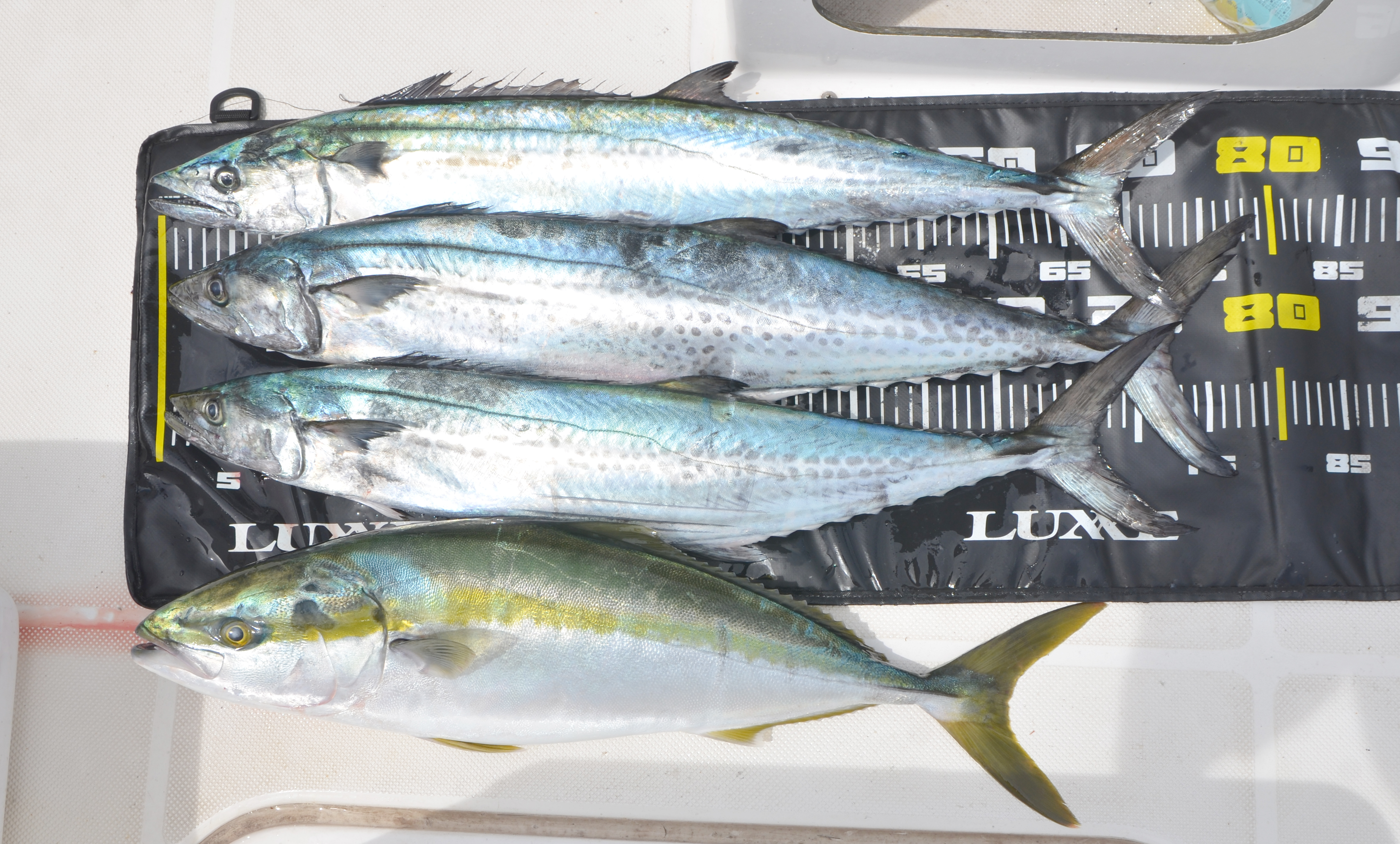 ✿サワラ・ワラサ✿