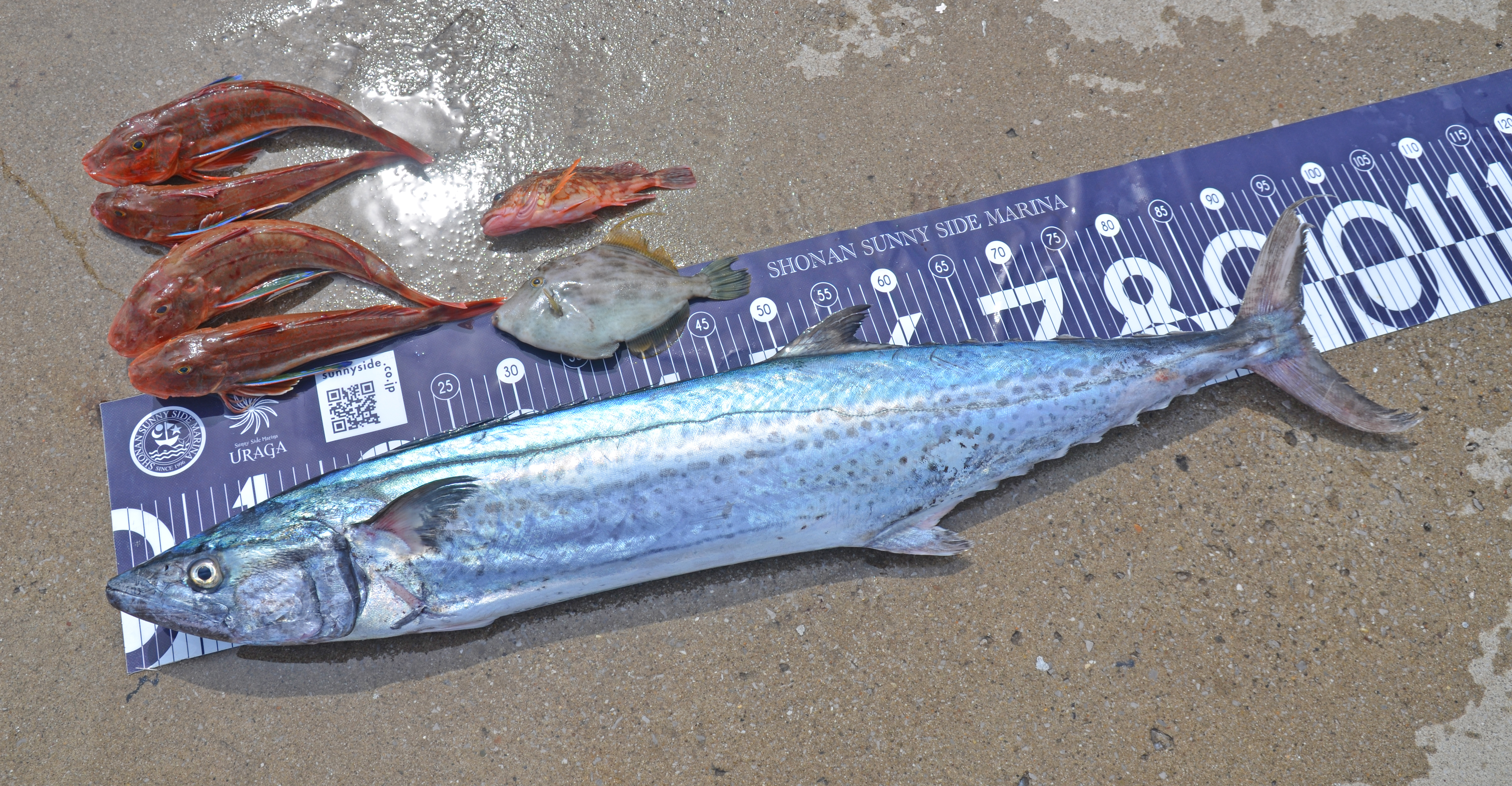 ✿サワラ・カサゴ・ホウボウ・カワハギ✿